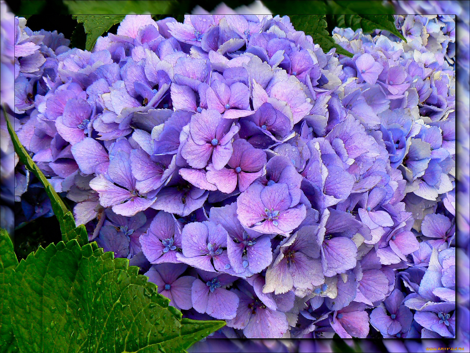 цветы, гортензия, синий