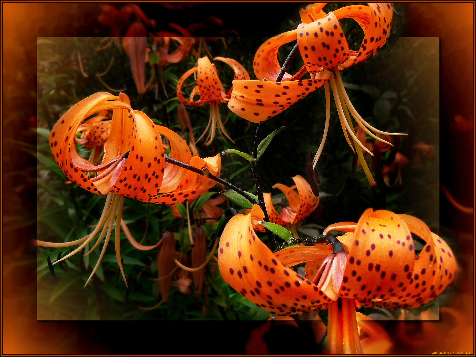цветы, лилии, лилейники, темный, фон