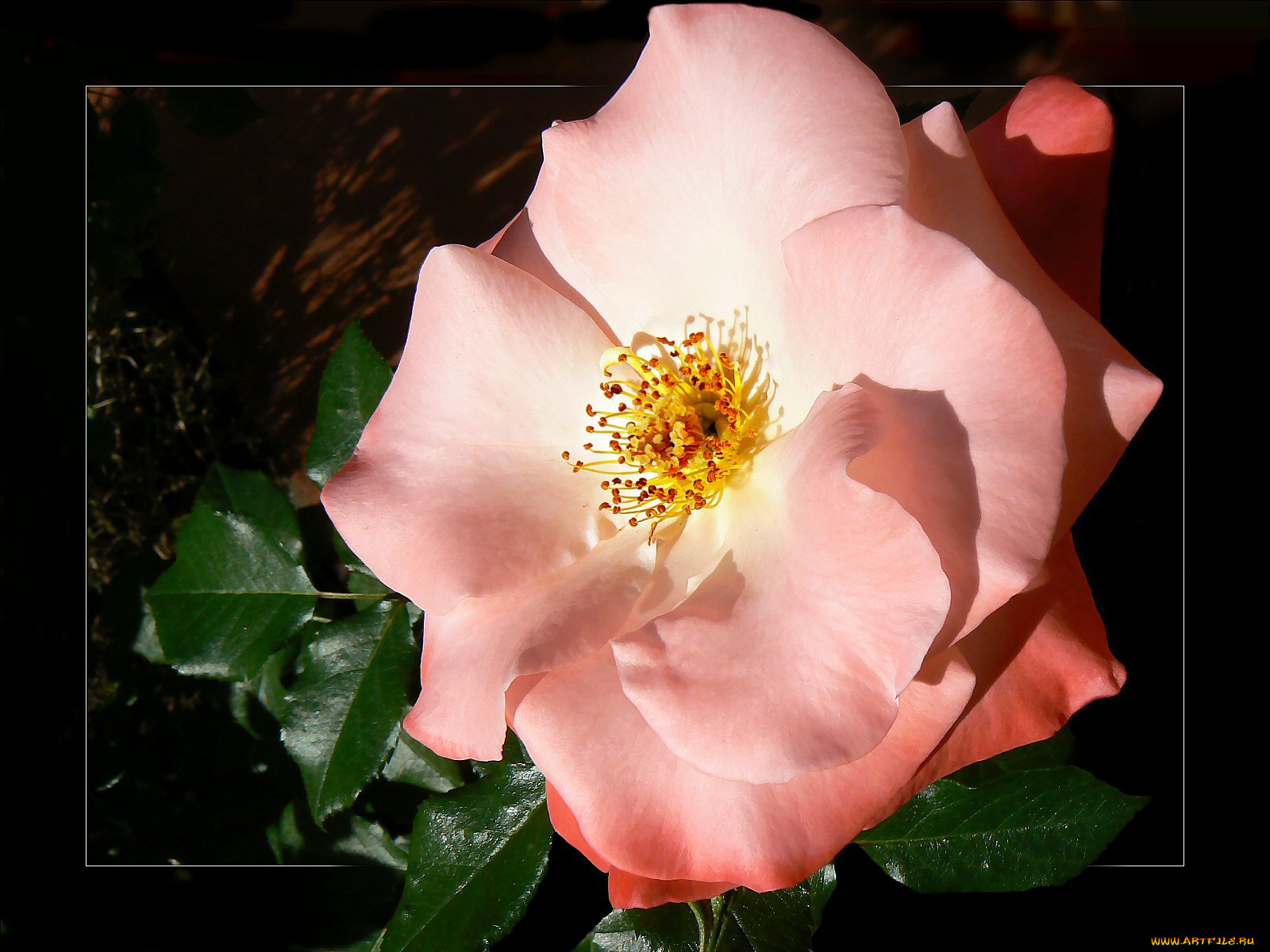 цветы, розы, лепестки