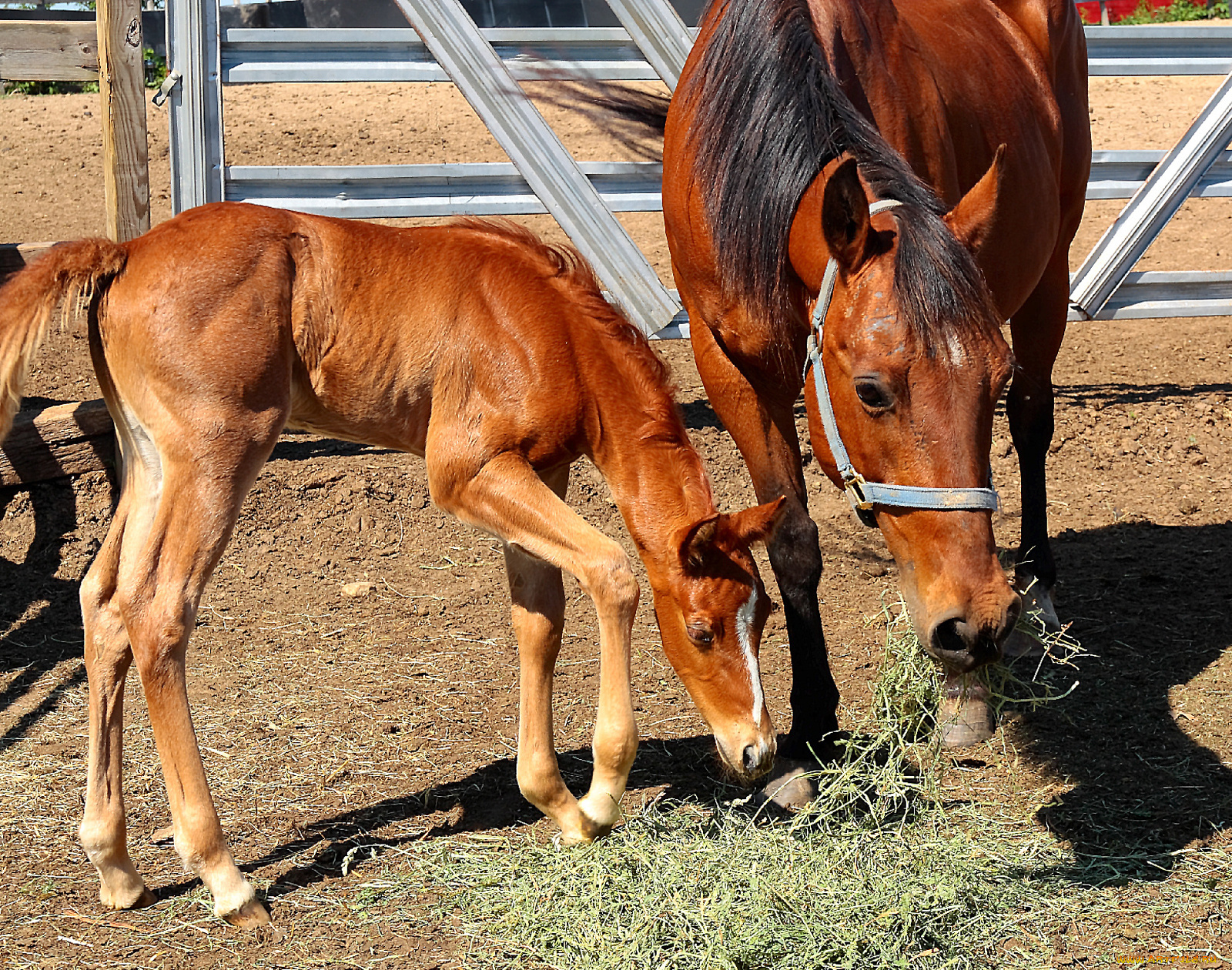 животные, лошади, лошадь, жеребенок