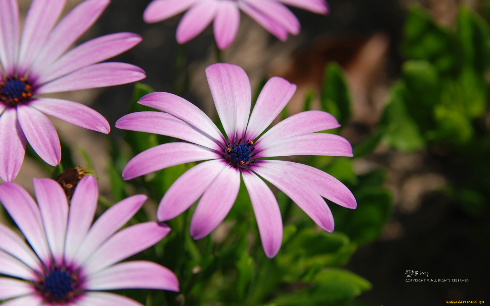 цветы, диморфотеки, лепестки