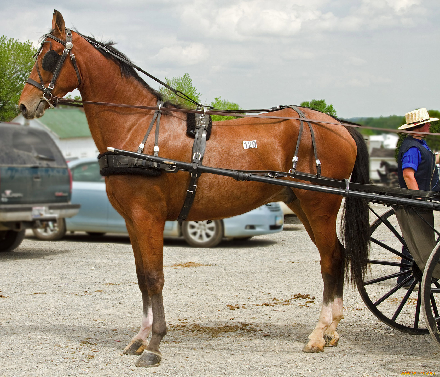 животные, лошади, лошадь