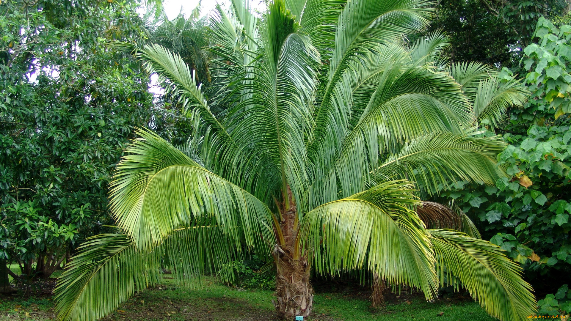 botanical, gardens, hawaii, природа, парк, пальмы