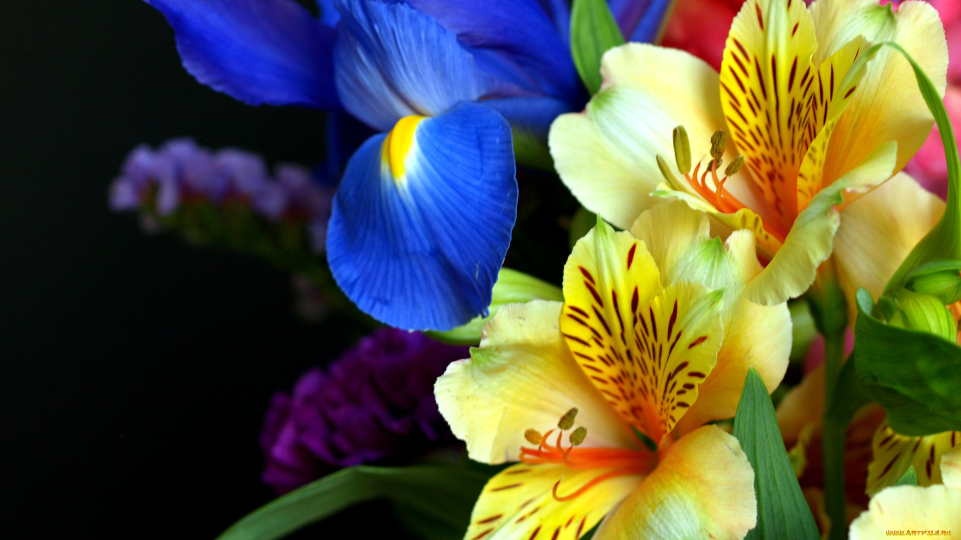 цветы, букеты, композиции, левкой, ирис, альстромерия
