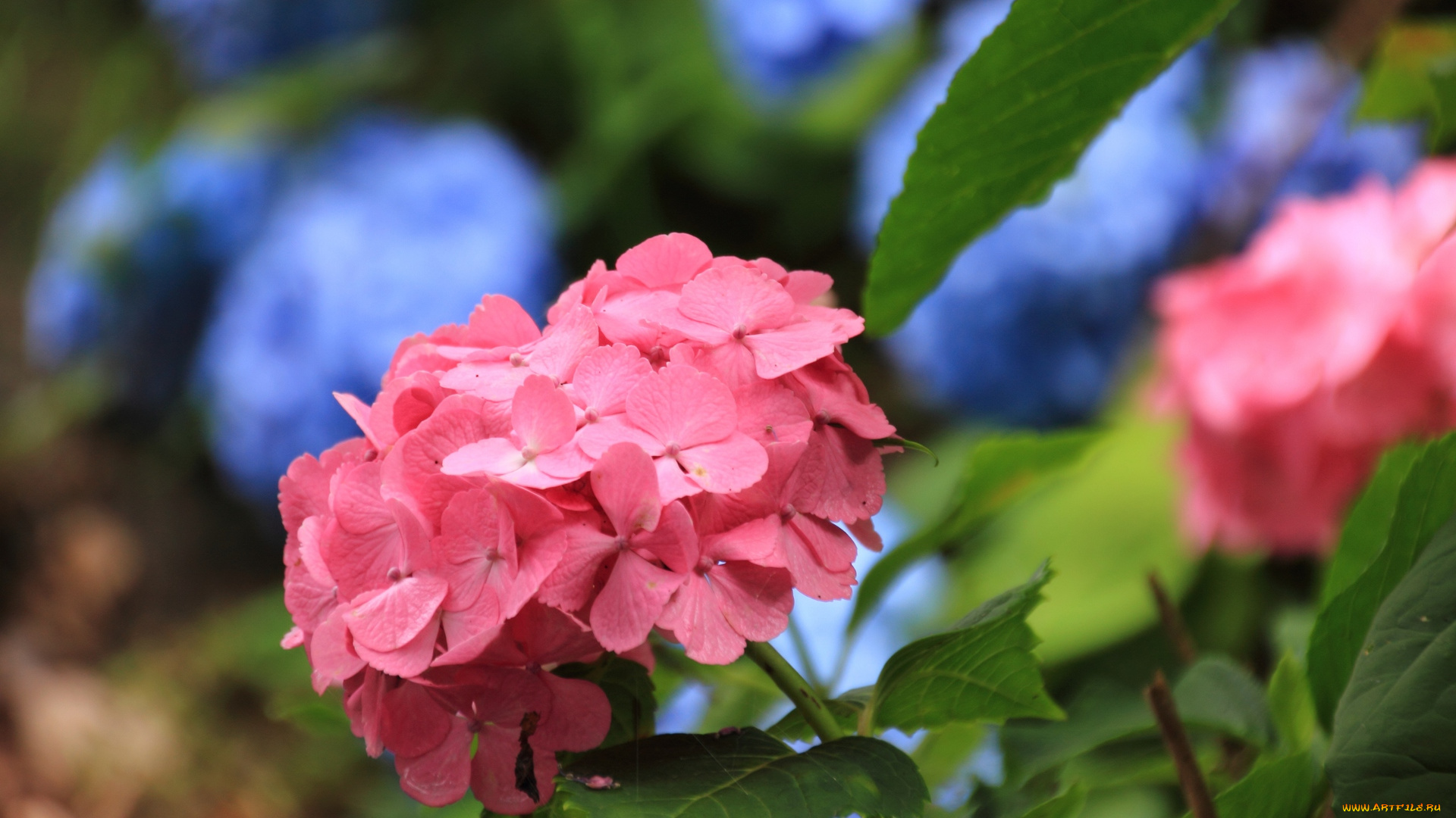 цветы, гортензия, лепестки