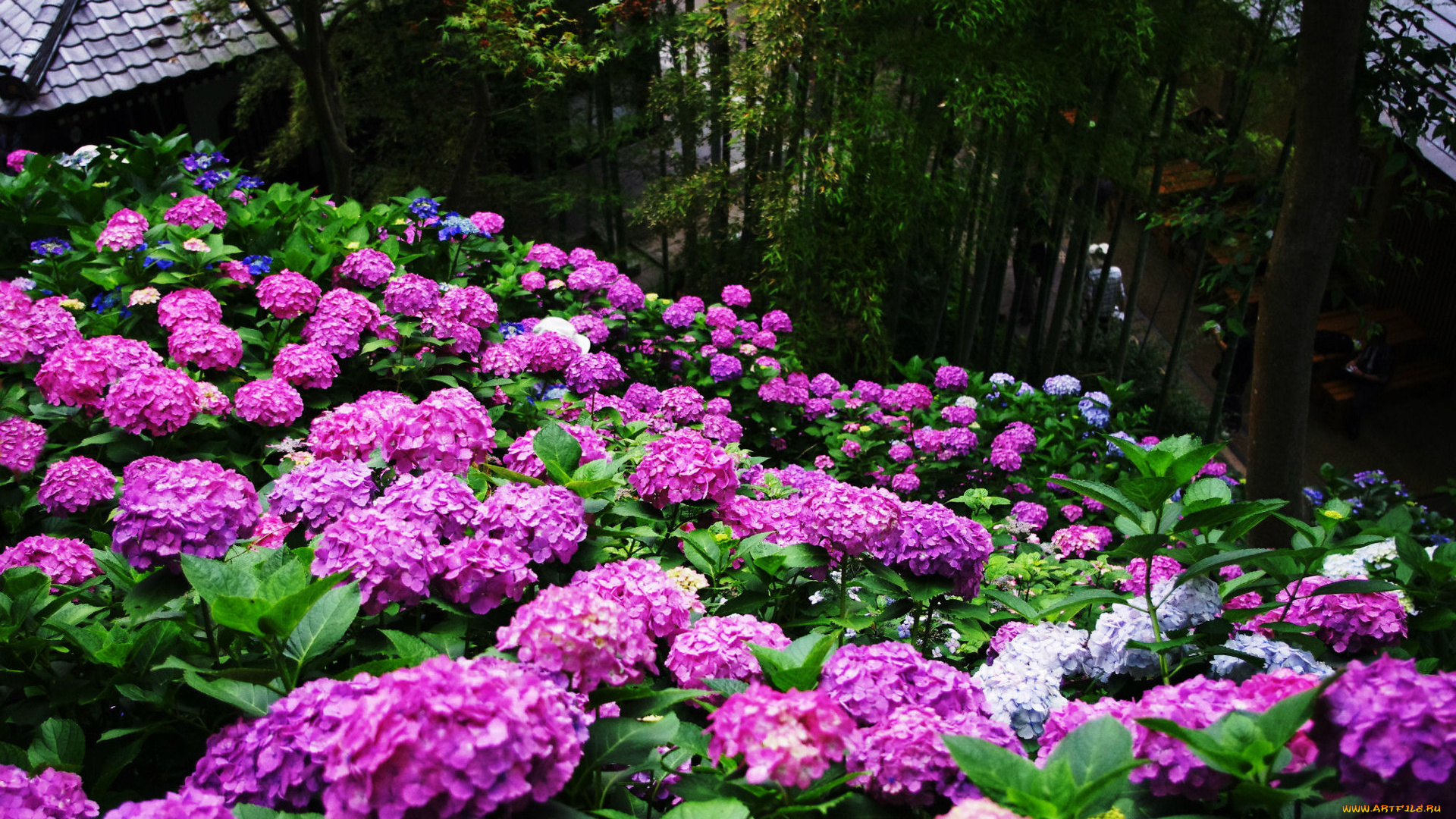 цветы, гортензия, сиреневый