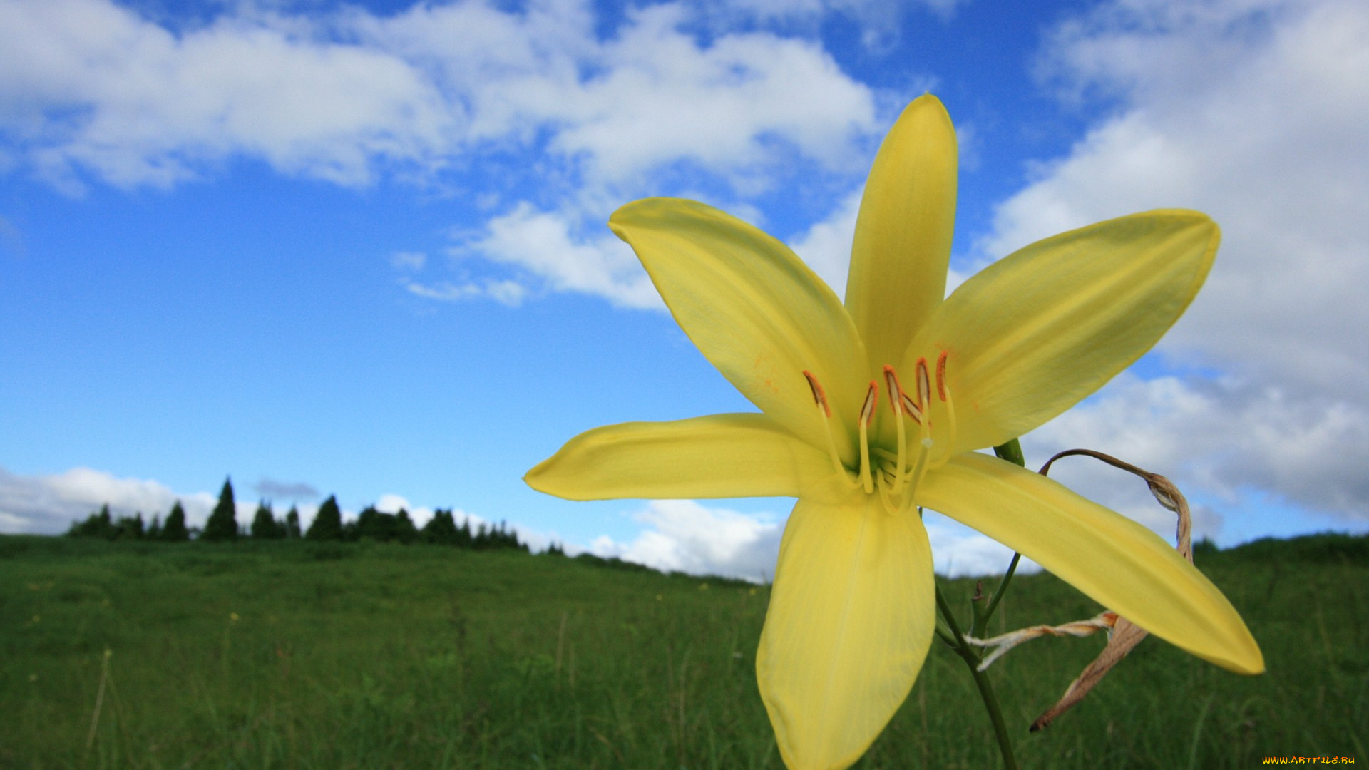 цветы, лилии, лилейники, облака, лепестки
