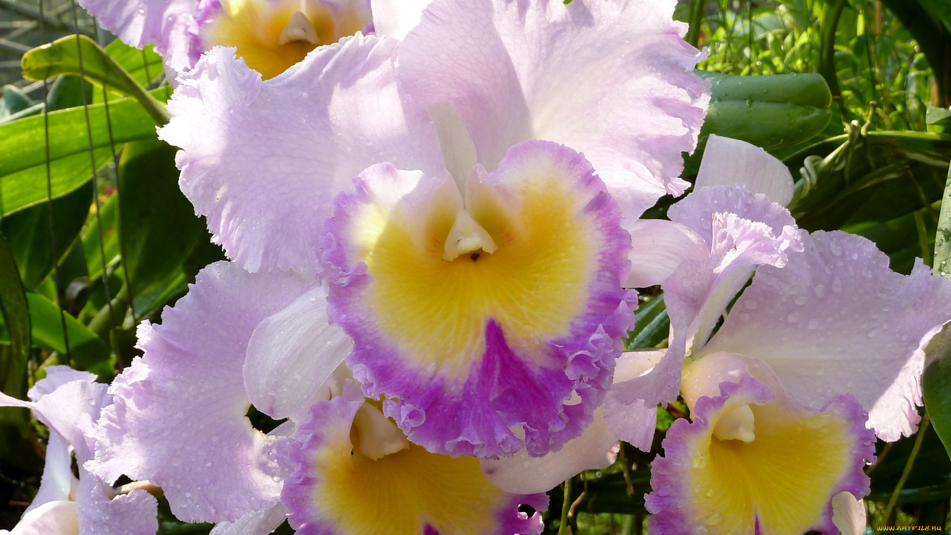 цветы, орхидеи