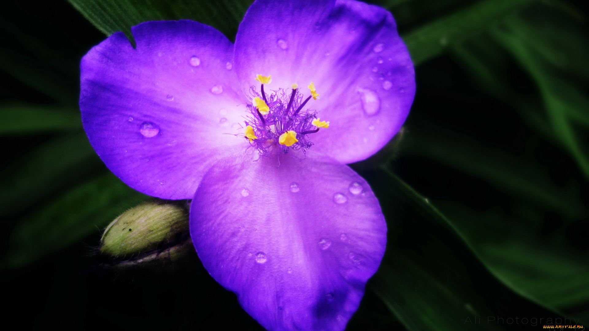 цветы, традесканции, лепестки, капли