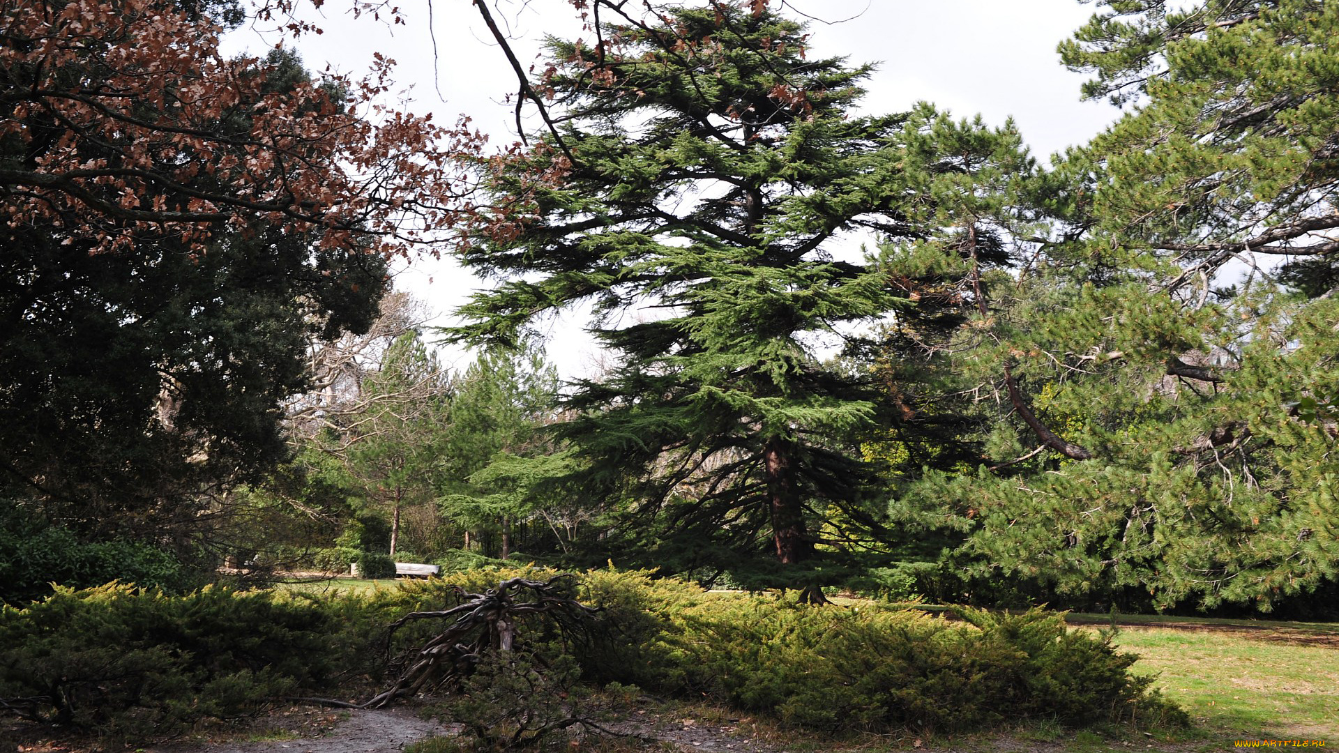 природа, деревья, парк, опушка, трава