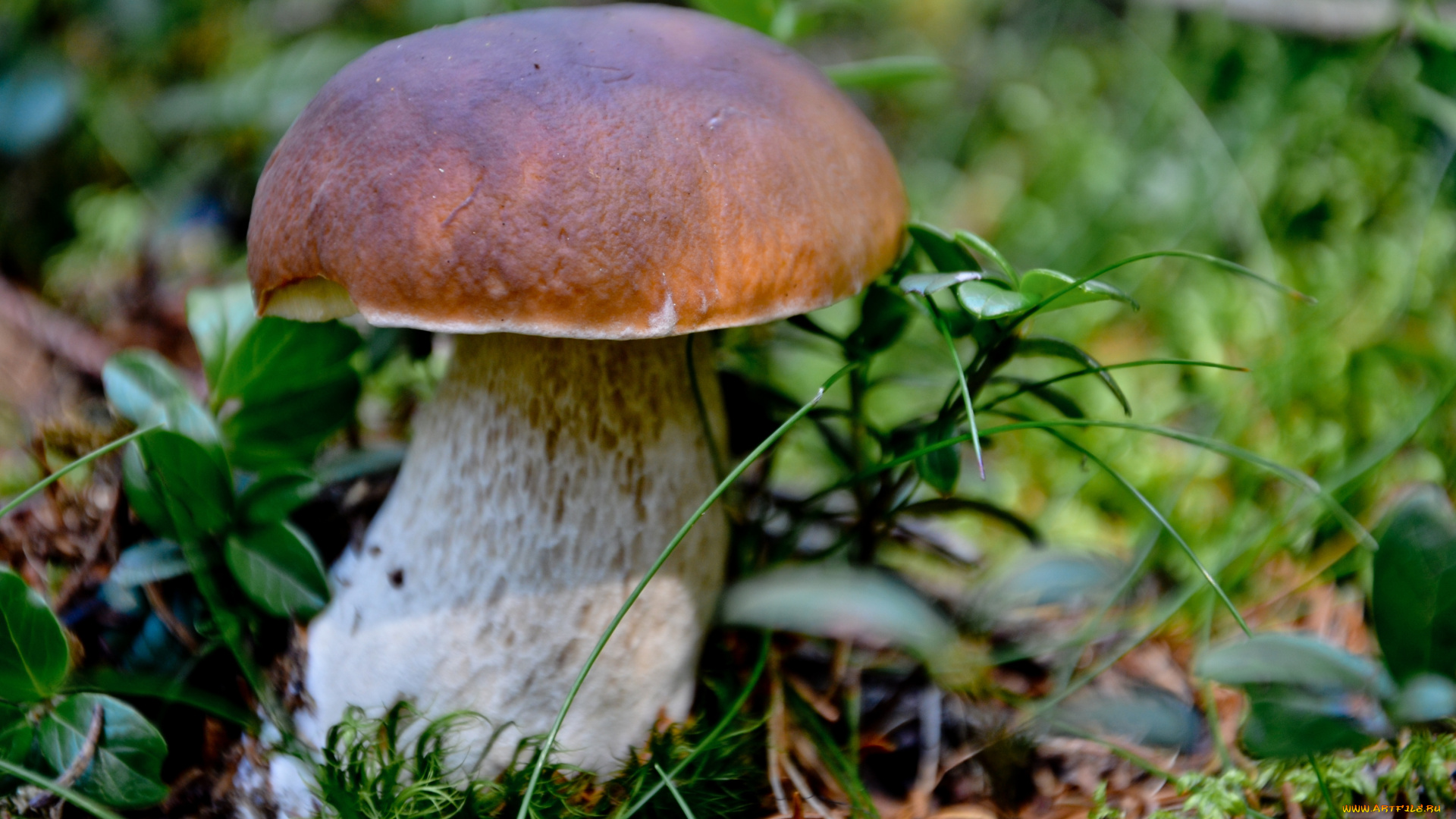 природа, грибы, боровик, белый, гриб