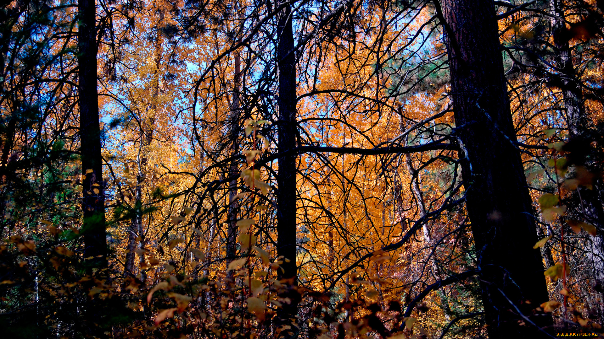 природа, лес, чащоба, осенние, краски