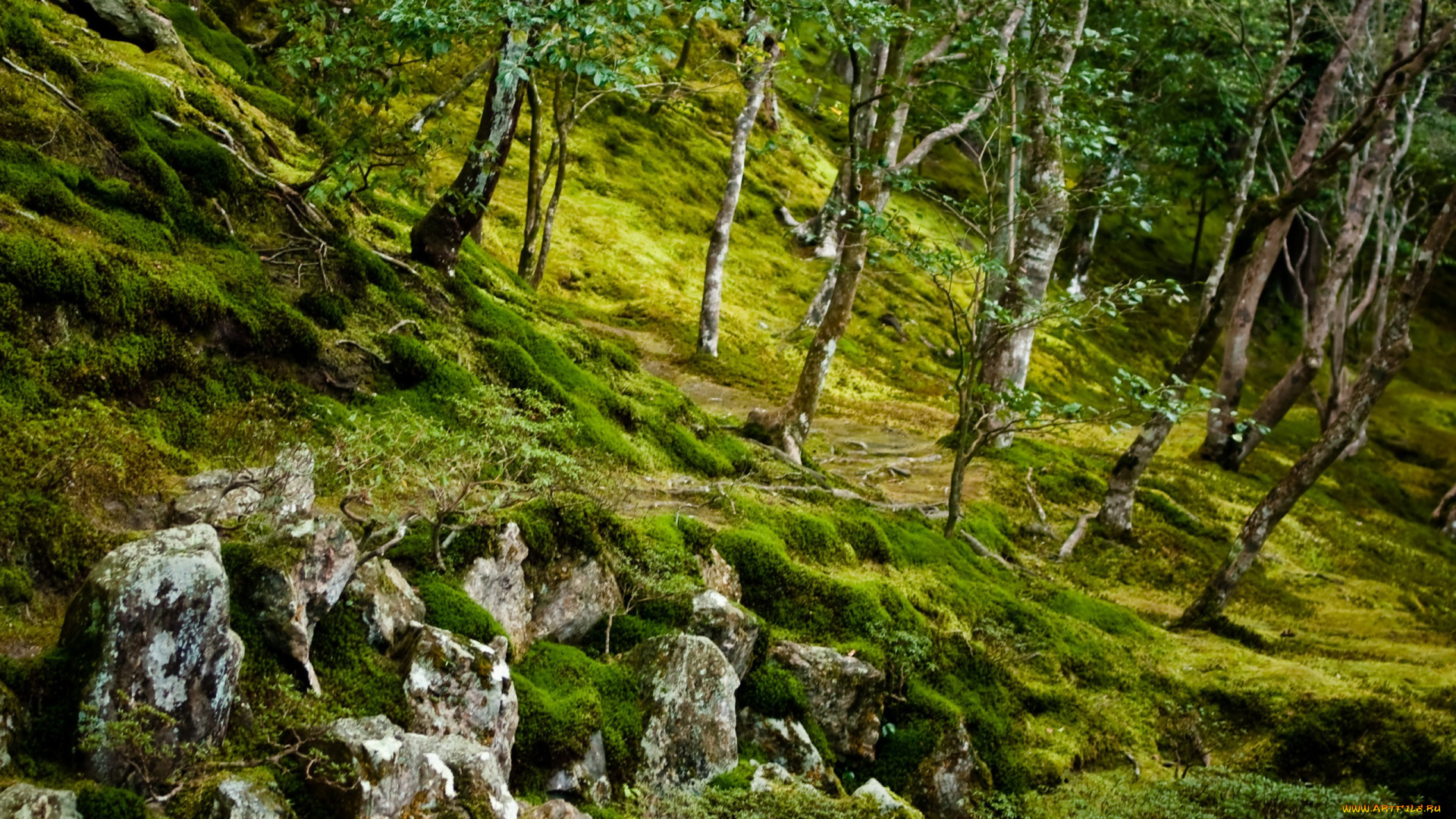 природа, лес, на, склоне, трава, зелень