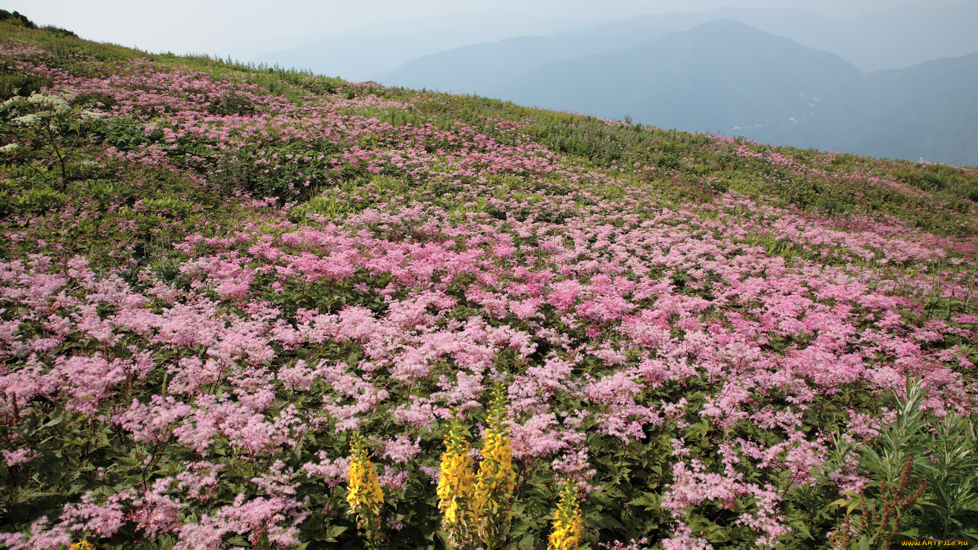 природа, луга, цветы, горы, луг
