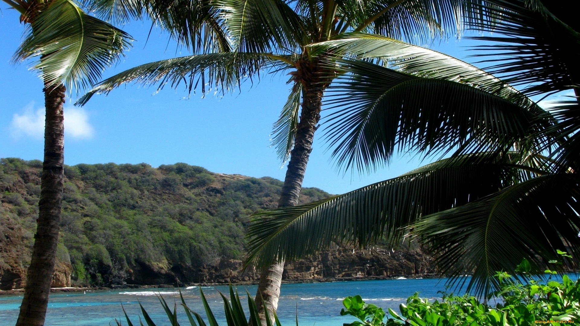 природа, тропики, пальмы, вода