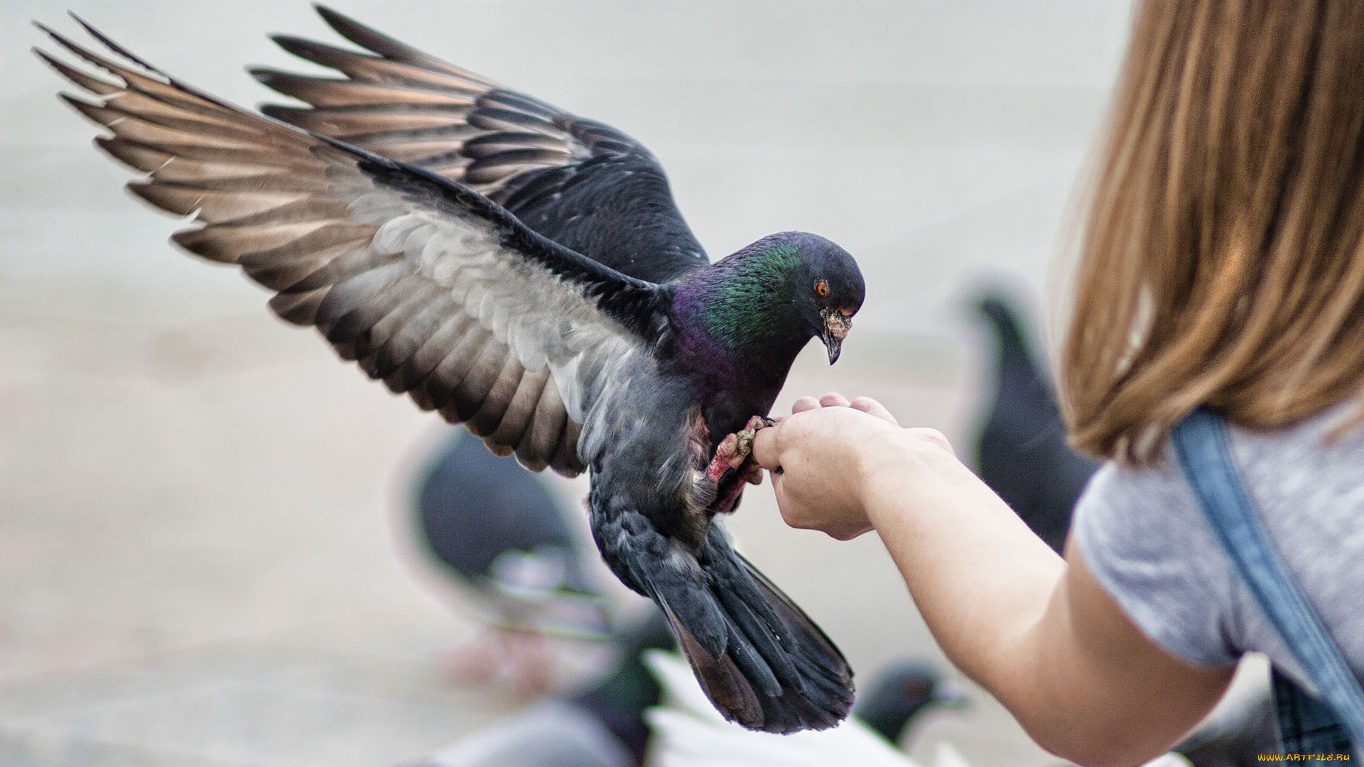 животные, голуби, рука, голубь, крылья, птица