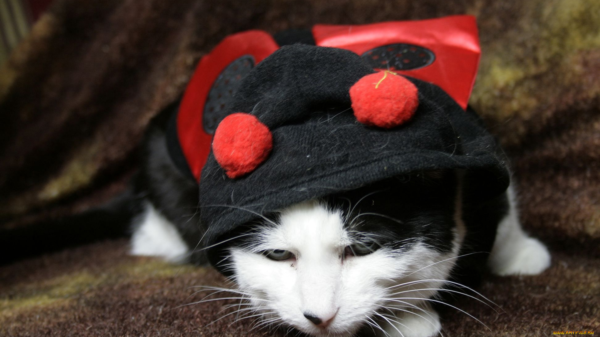 животные, коты, маскарад