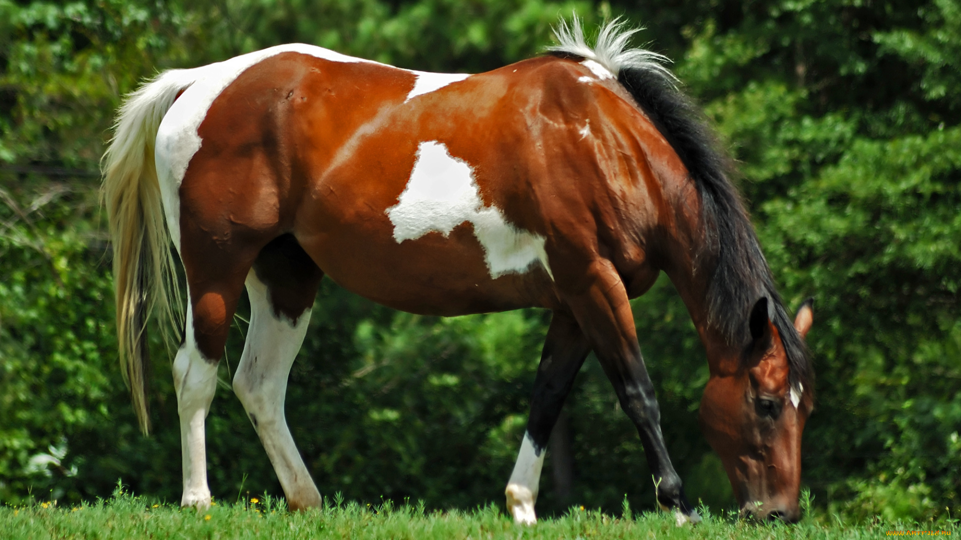 животные, лошади, лошадь