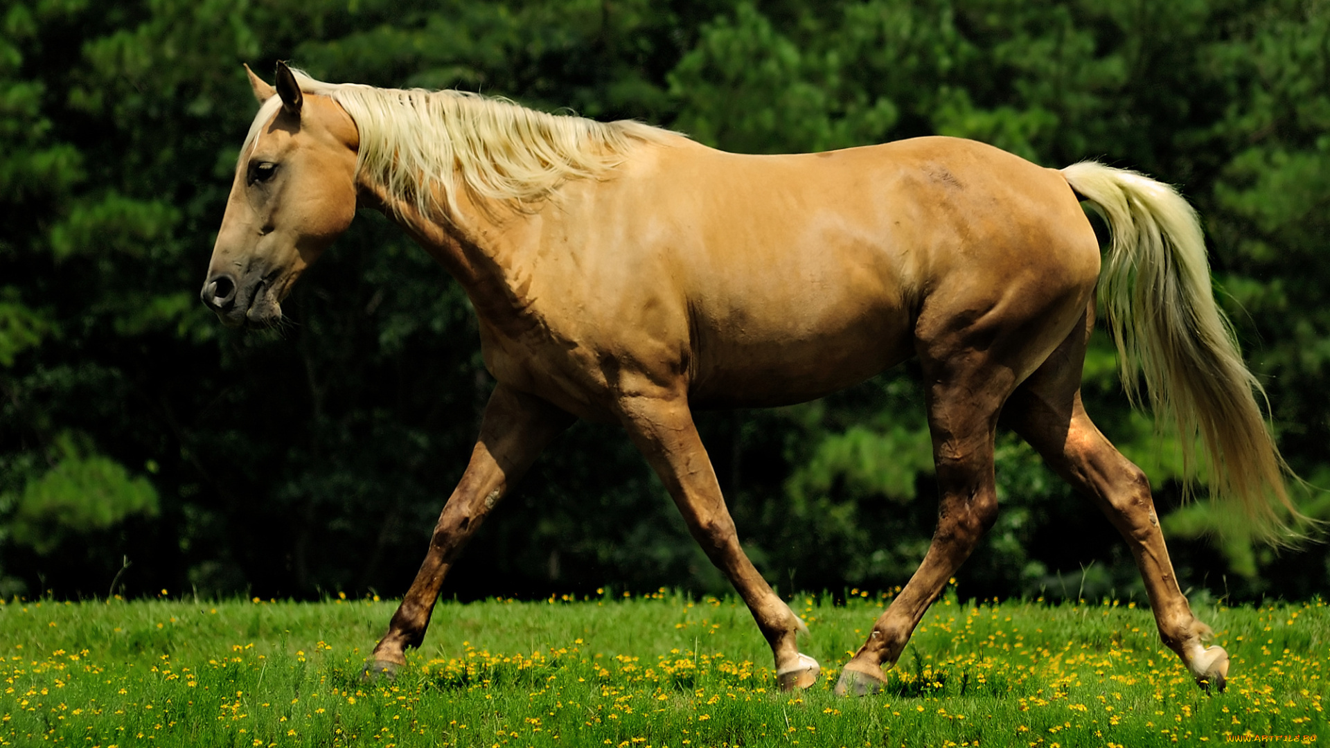 животные, лошади, лошадь