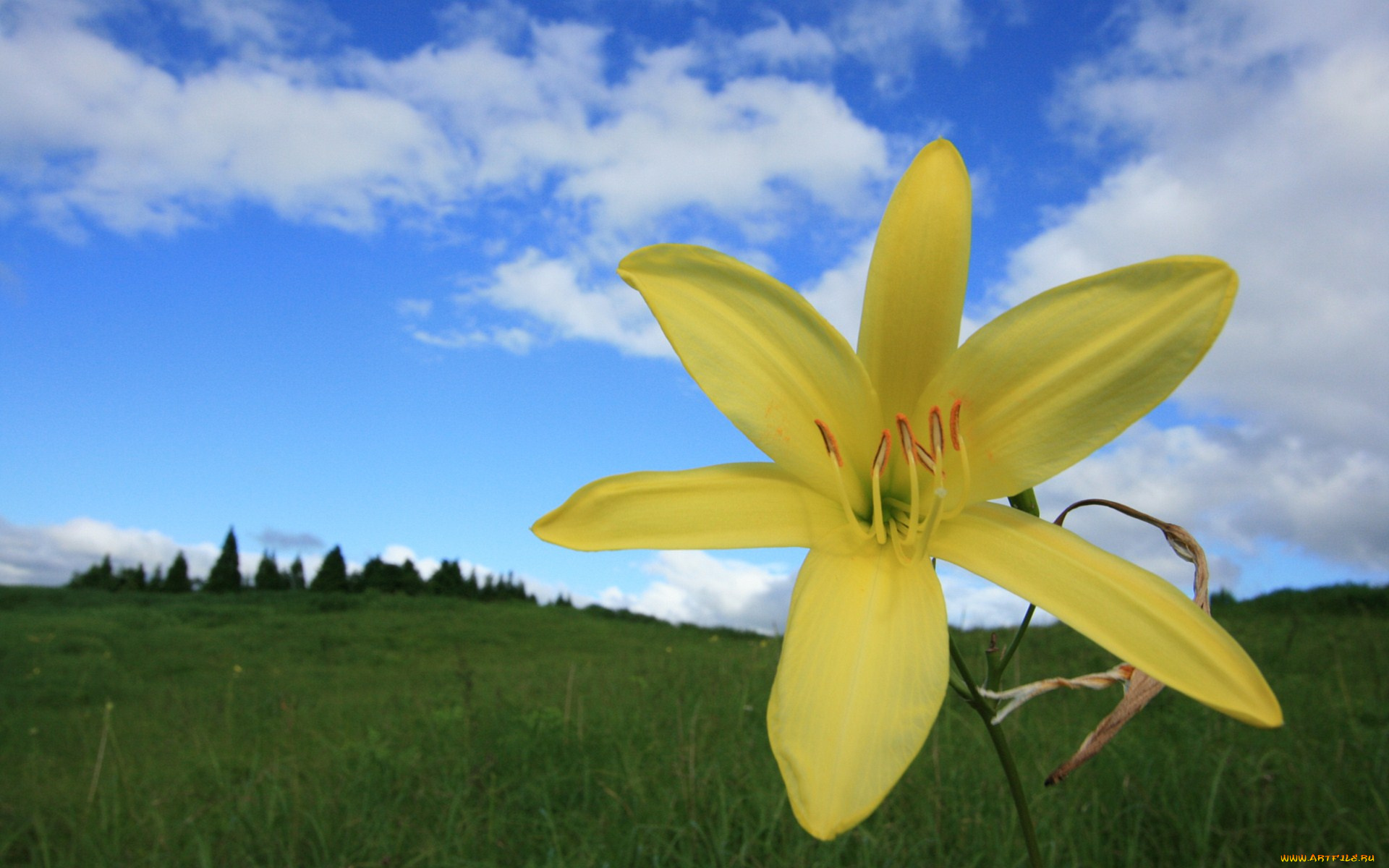цветы, лилии, лилейники, облака, лепестки
