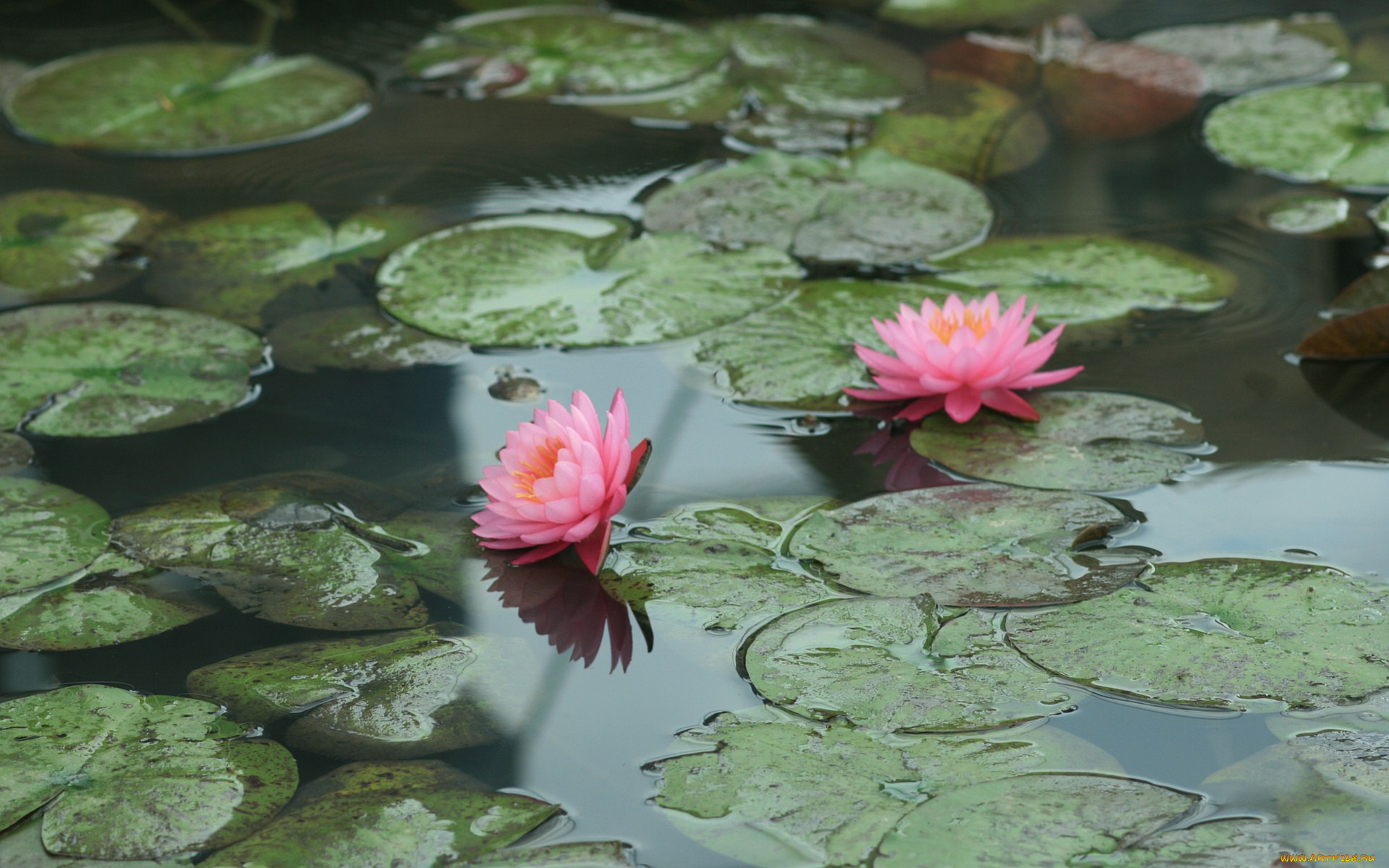 цветы, лилии, водяные, нимфеи, кувшинки, лотос