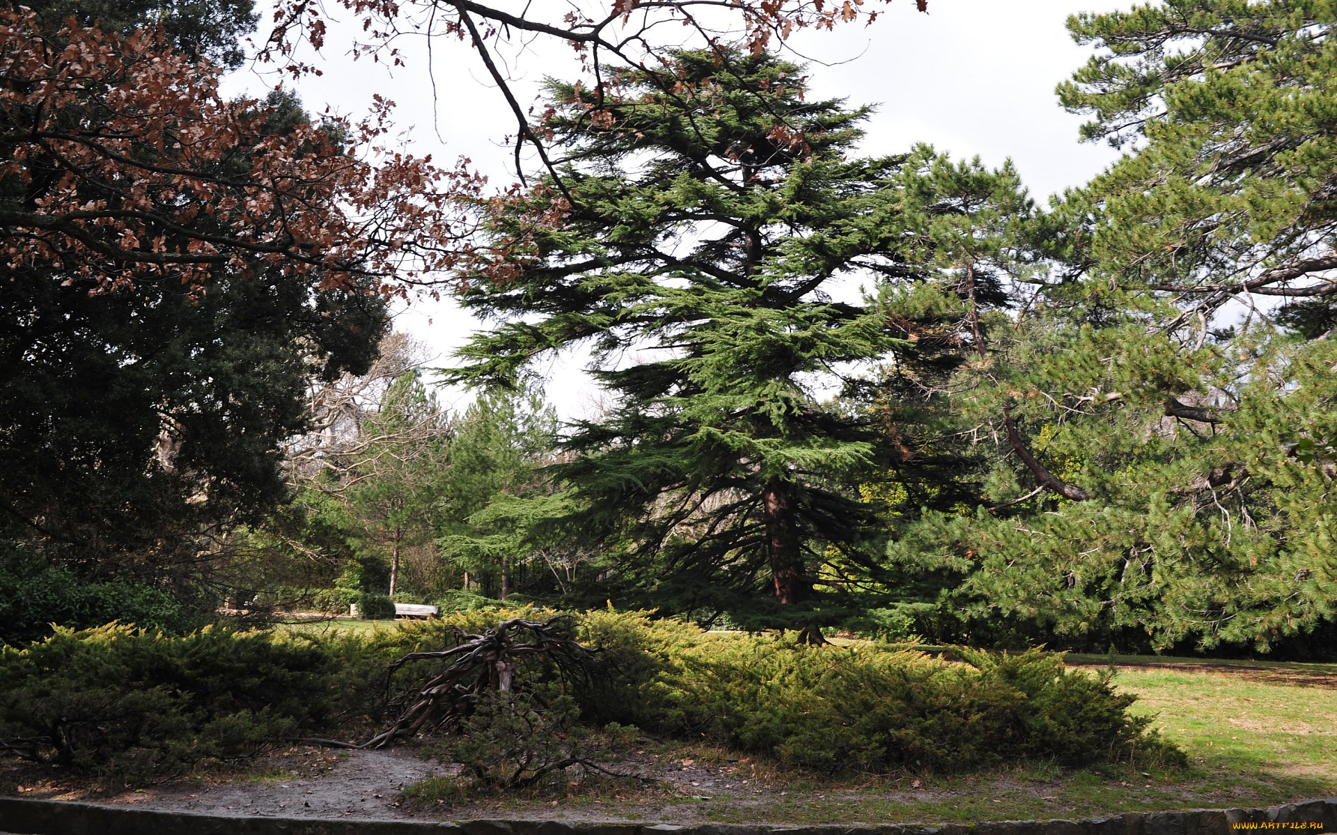 природа, деревья, парк, опушка, трава