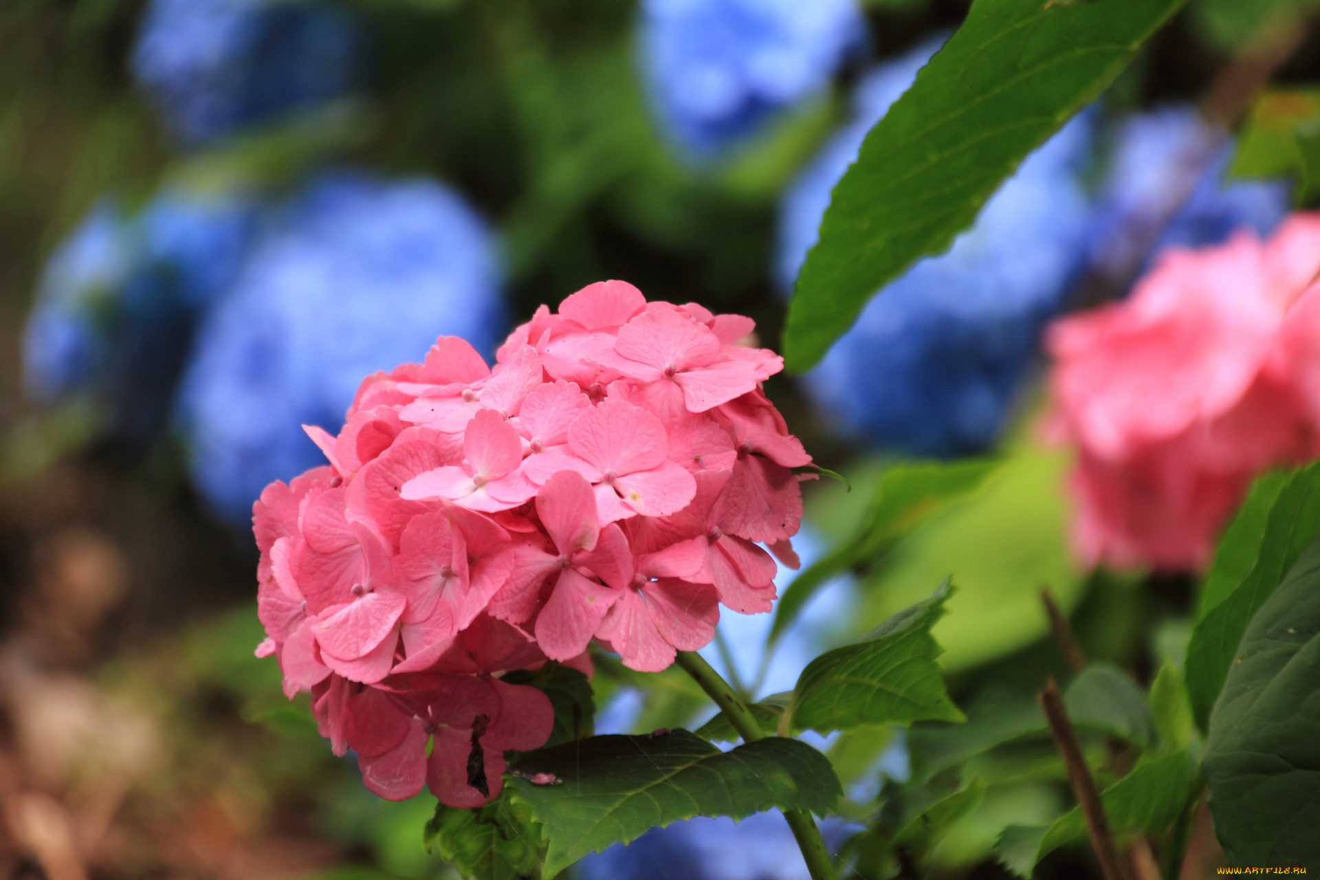 цветы, гортензия, лепестки