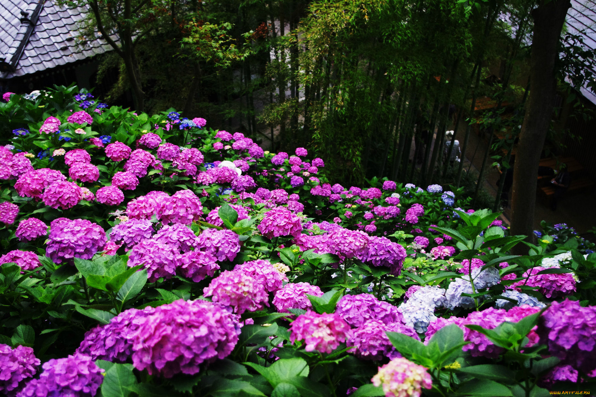цветы, гортензия, сиреневый
