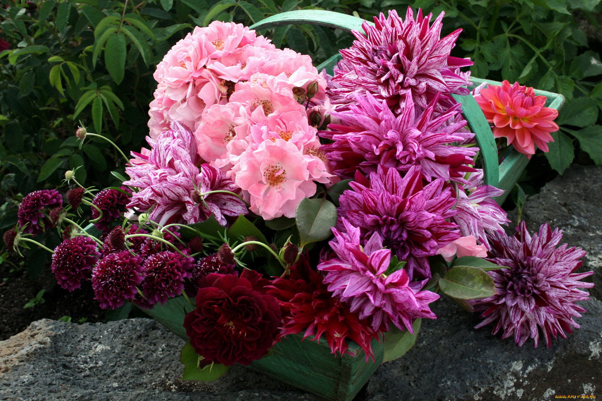 цветы, разные, вместе, корзина, букет, георгины