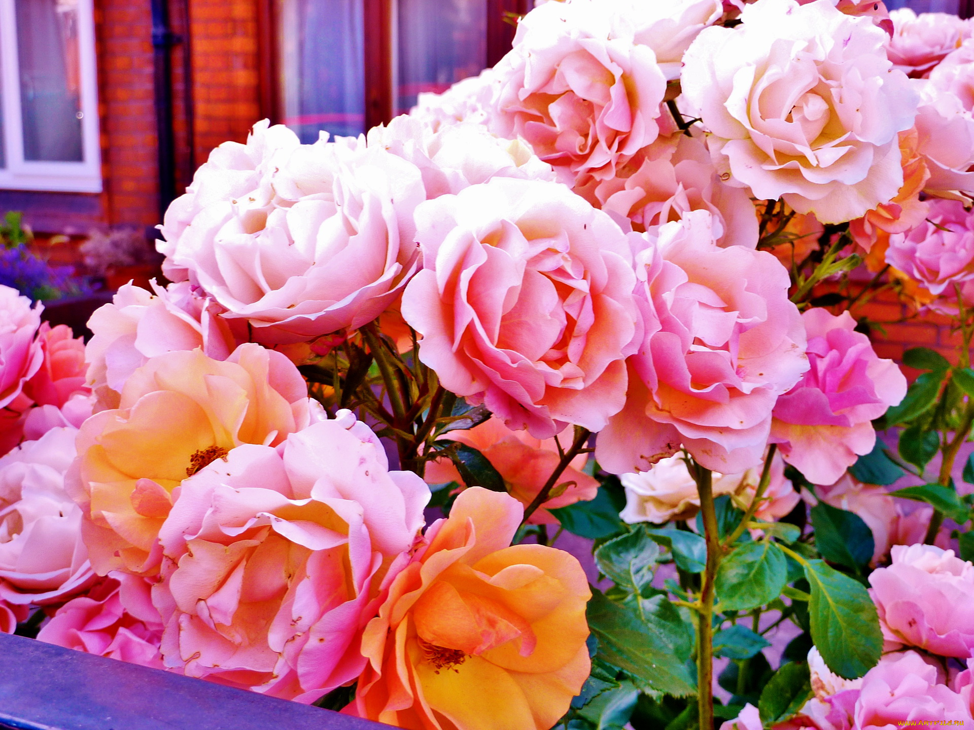 цветы, розы, букет