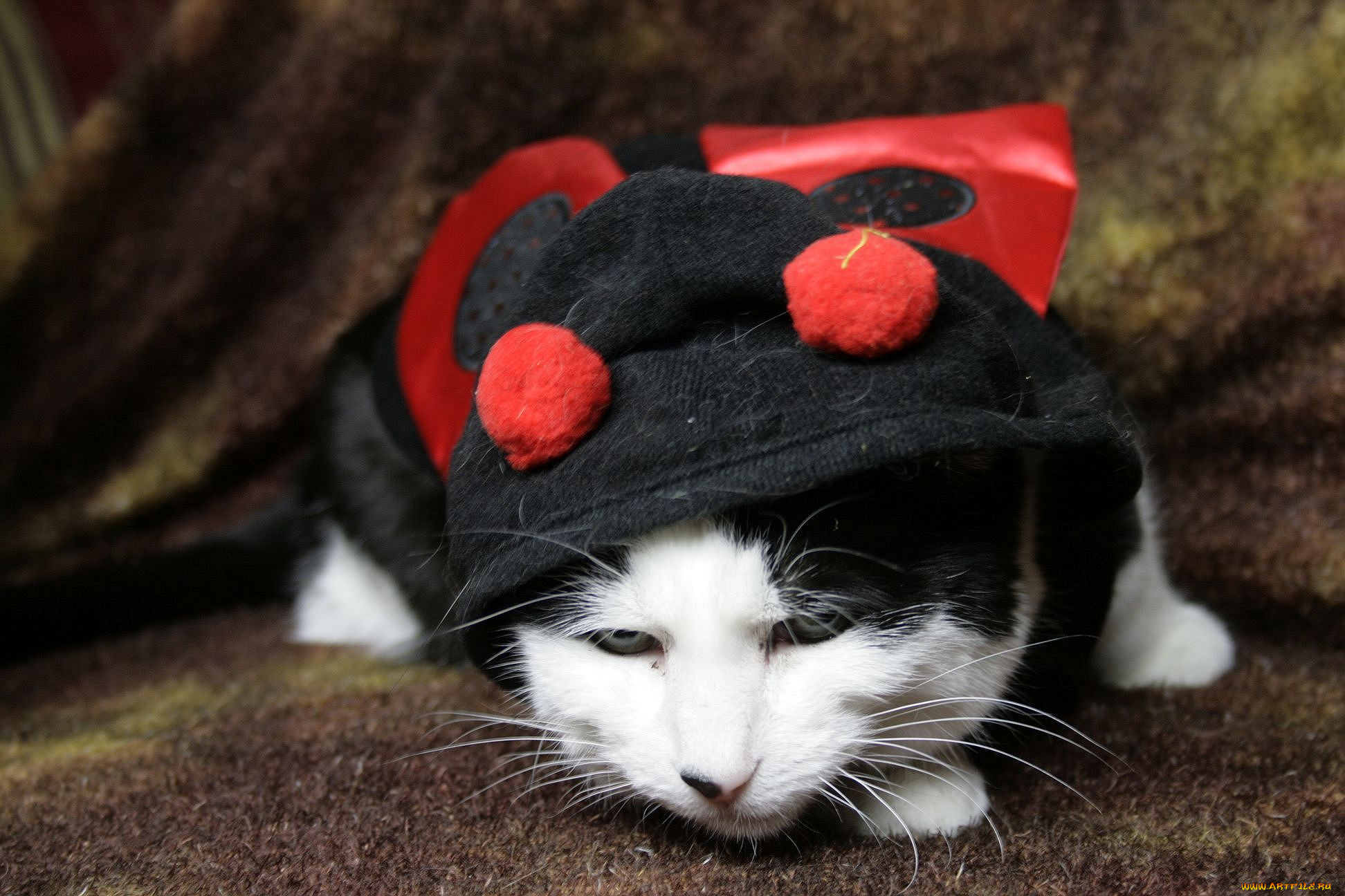 животные, коты, маскарад