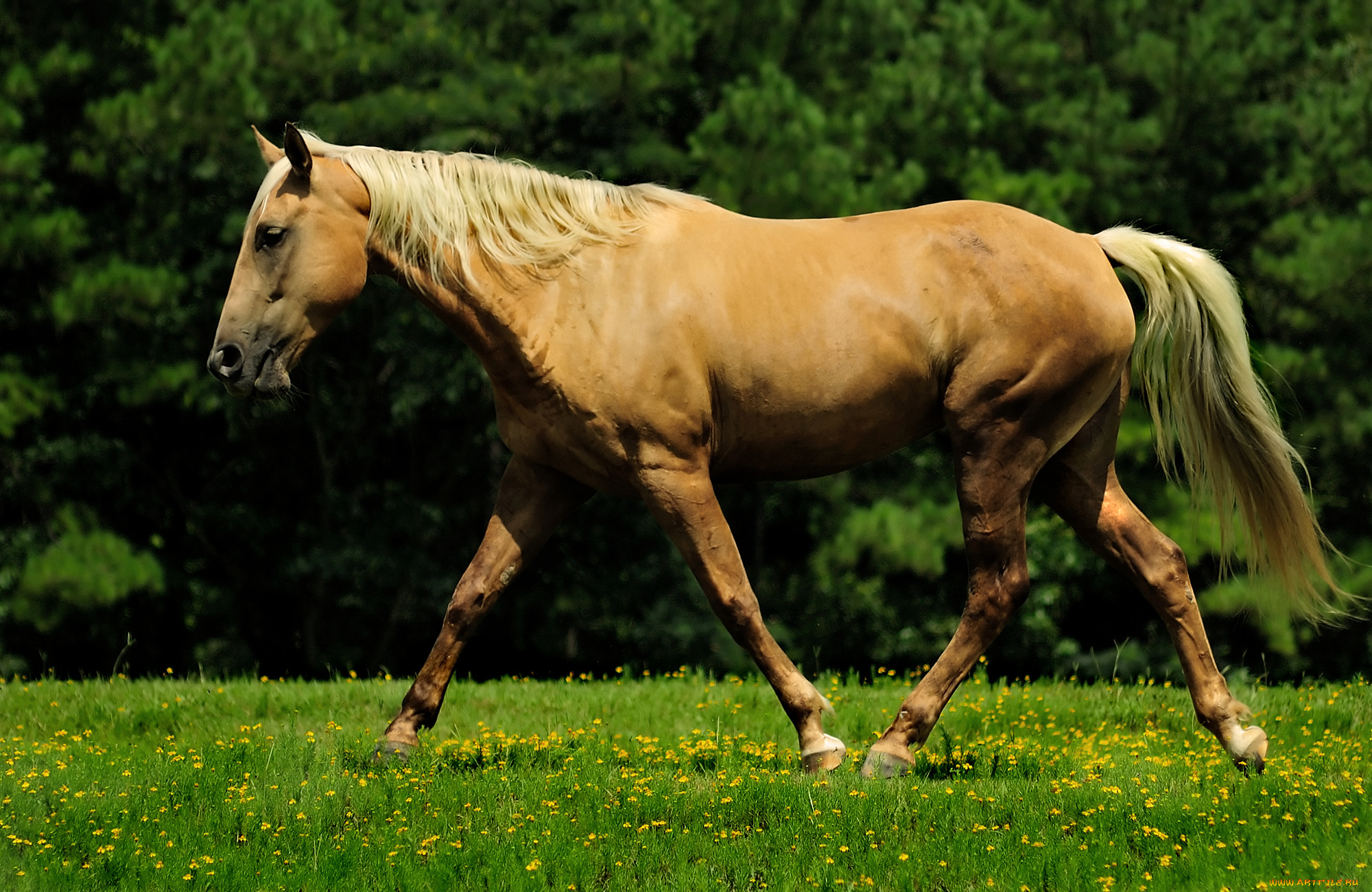животные, лошади, лошадь
