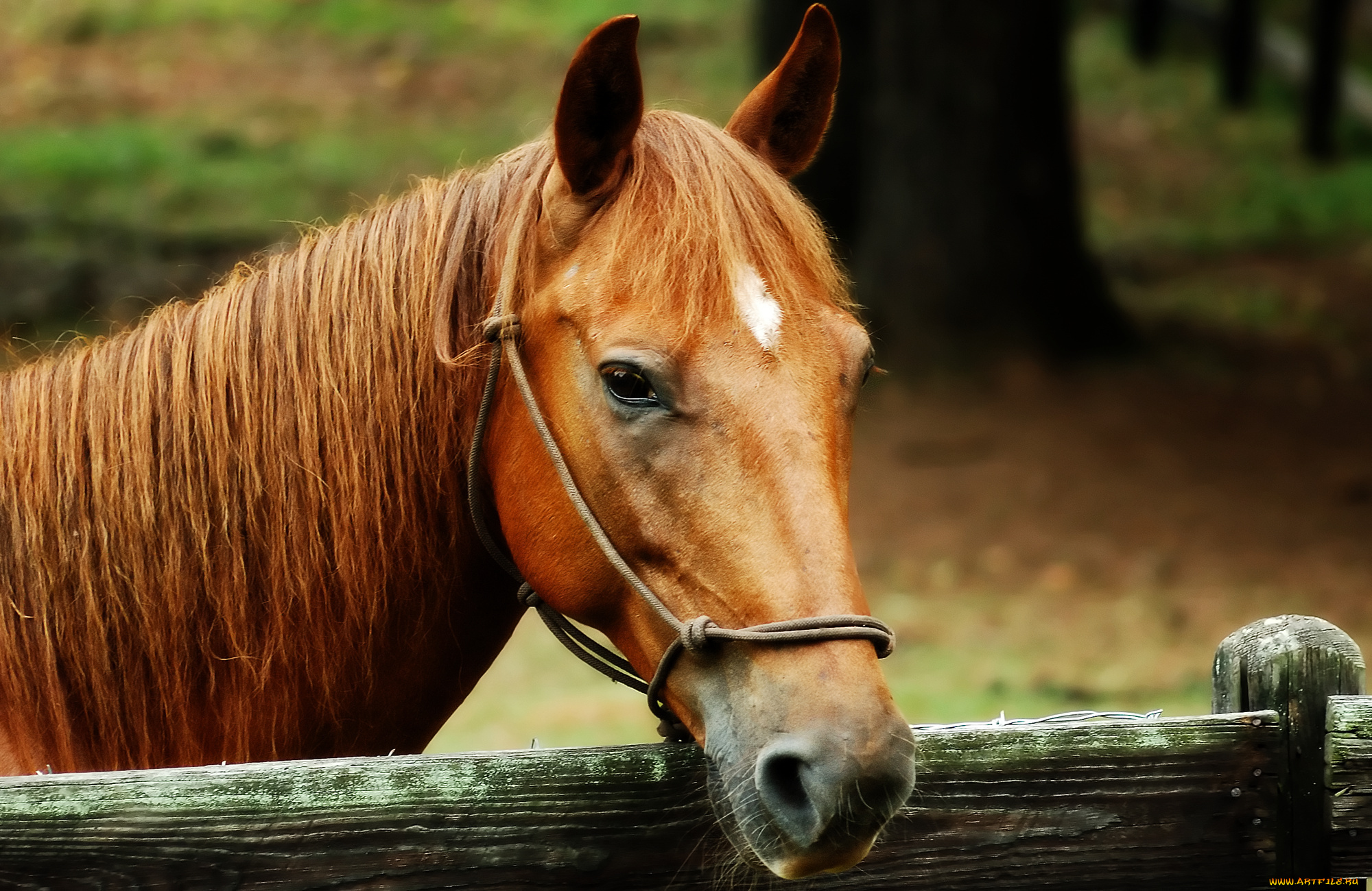 животные, лошади, лошадь