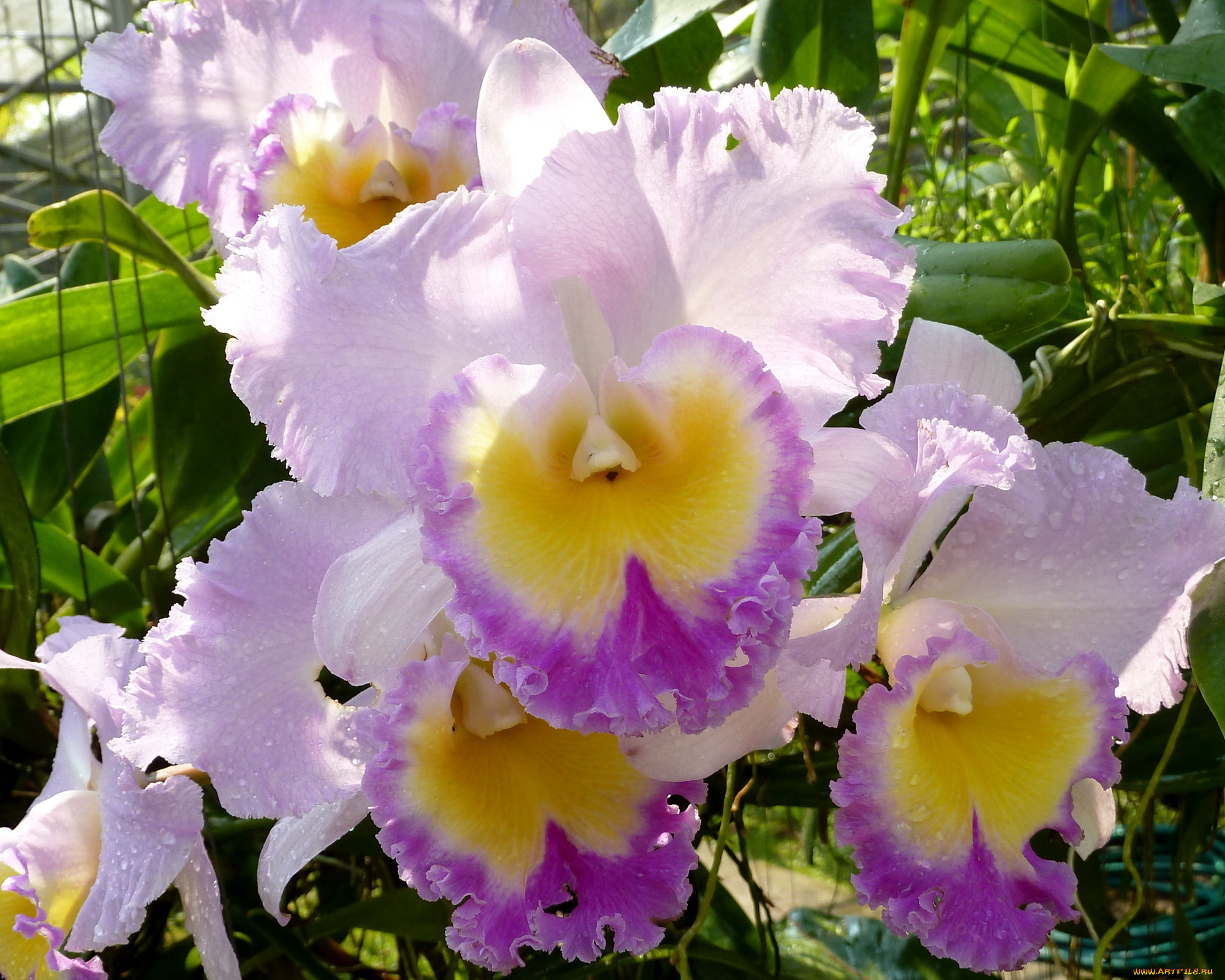 цветы, орхидеи