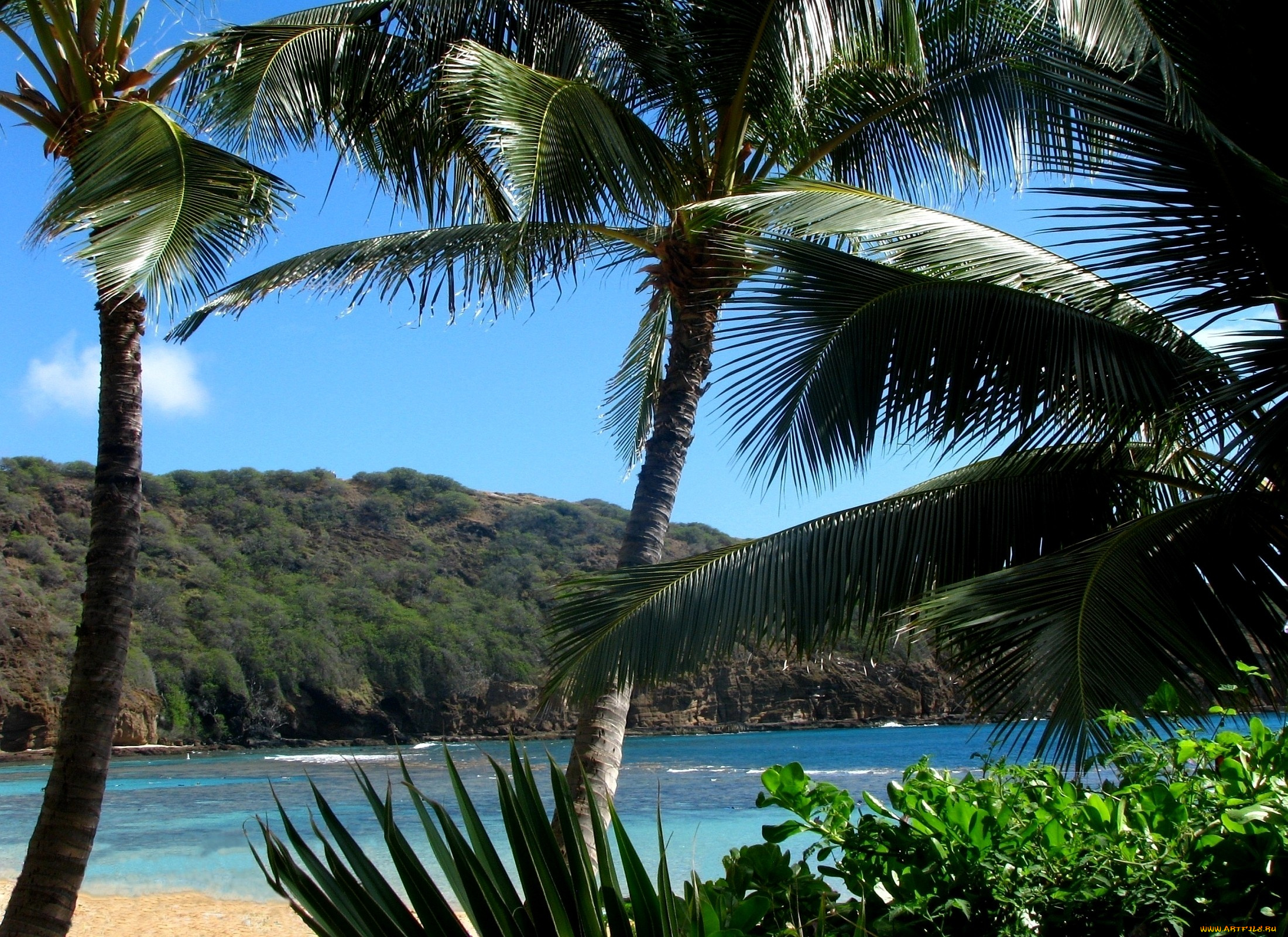 природа, тропики, пальмы, вода
