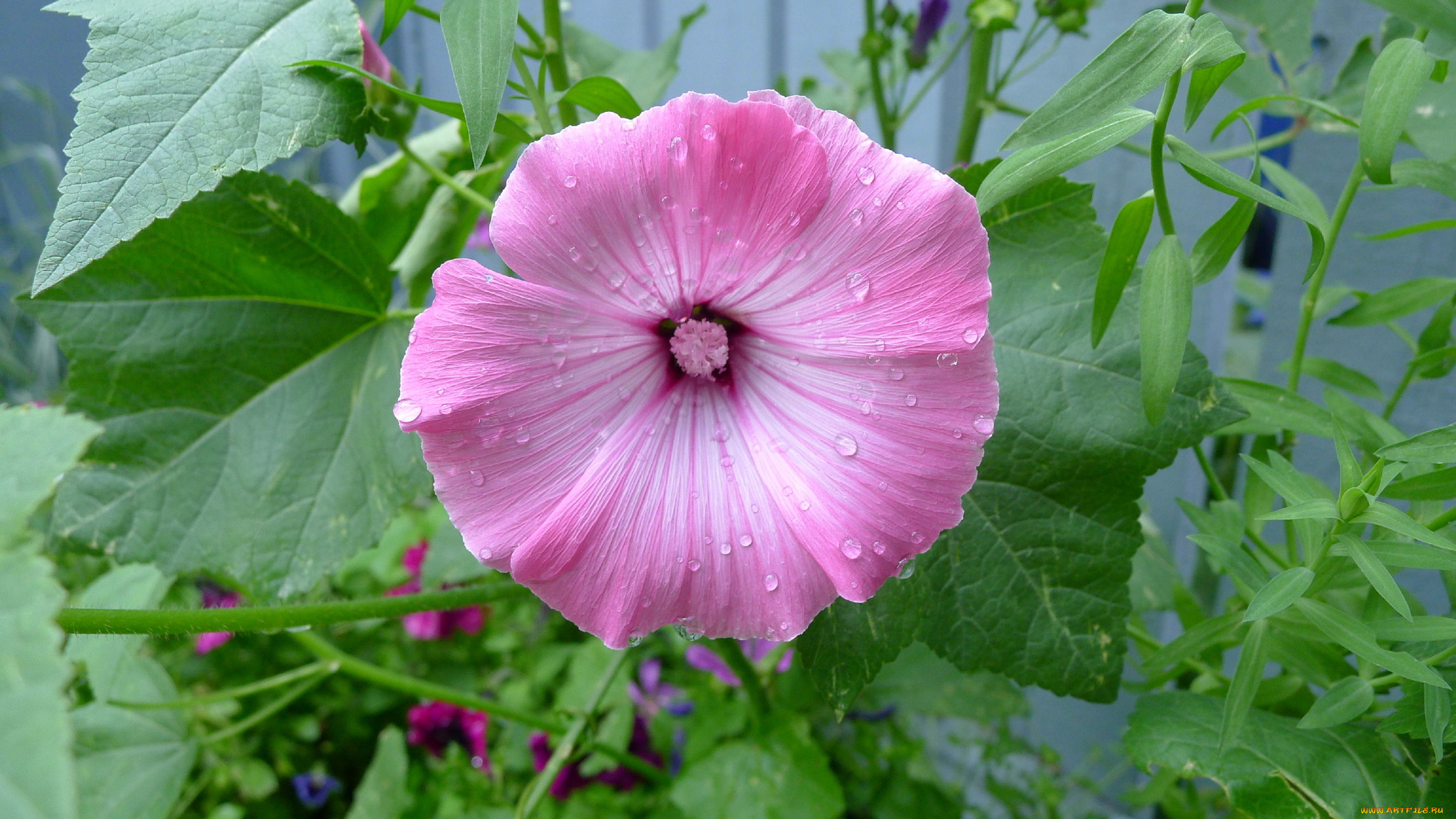 цветы, лаватера, лето, листья