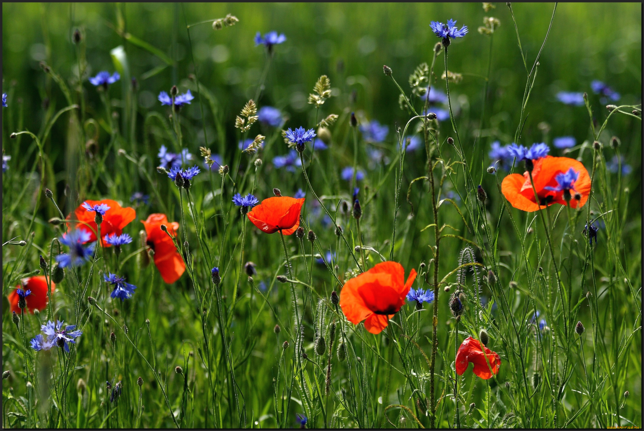 цветы, луговые, полевые, васильки, маки