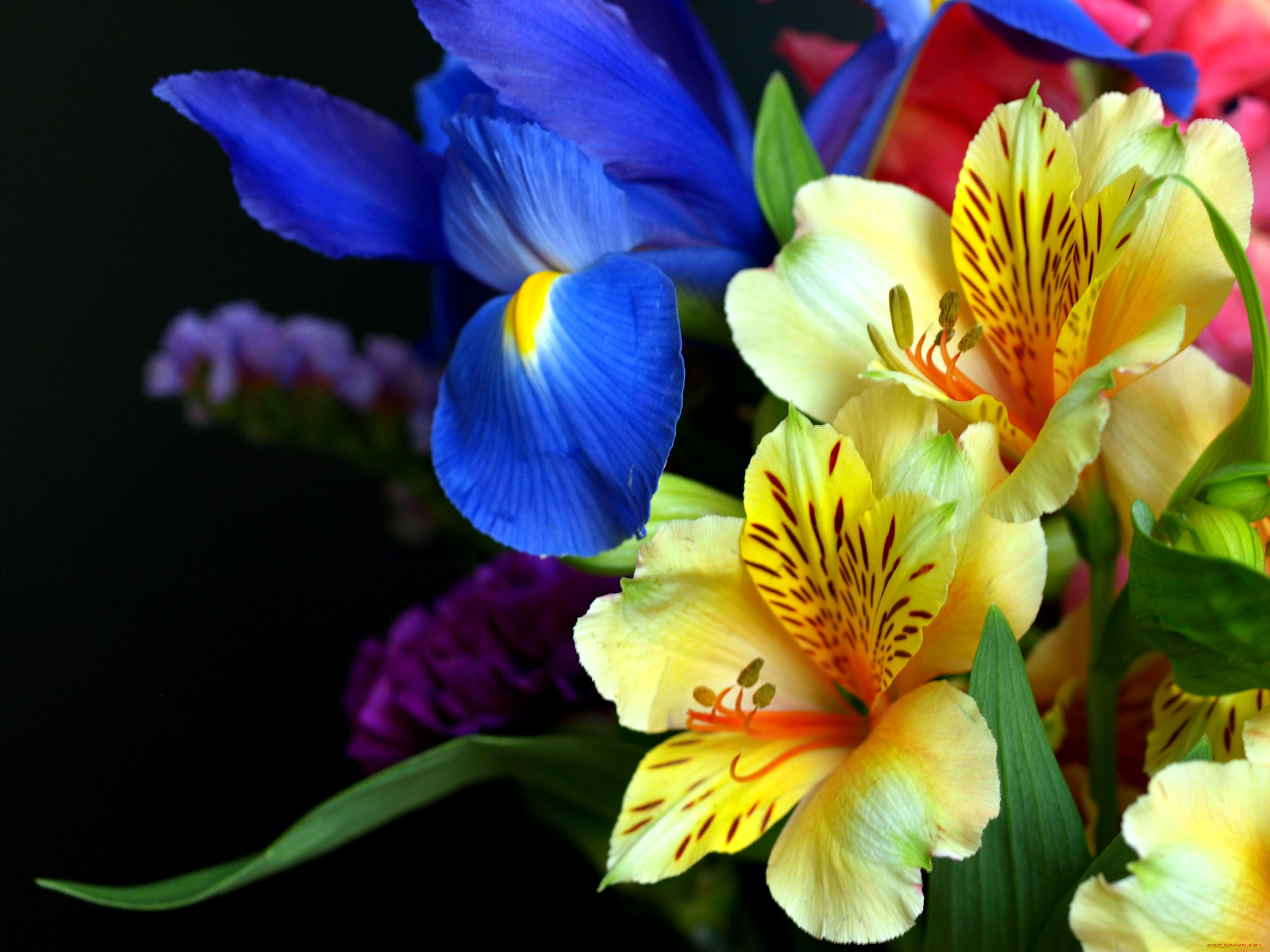 цветы, букеты, композиции, левкой, ирис, альстромерия