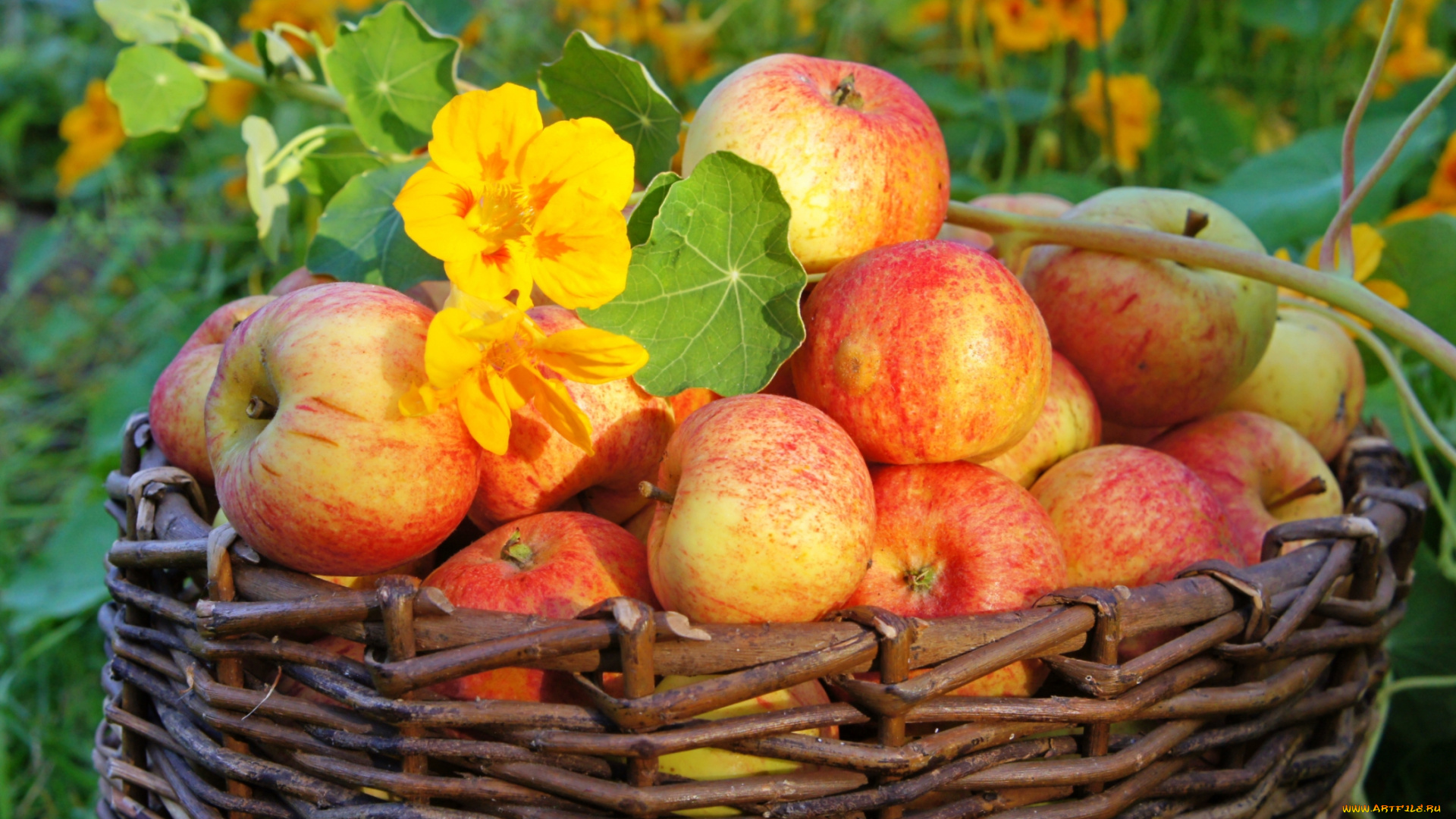 еда, Яблоки, настурция, плоды