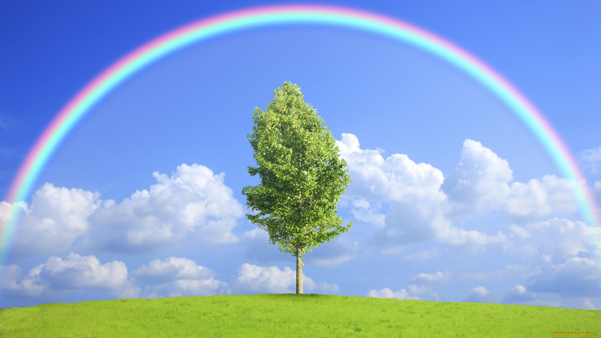 природа, деревья, поле, дерево, радуга, nature, field, tree, rainbow