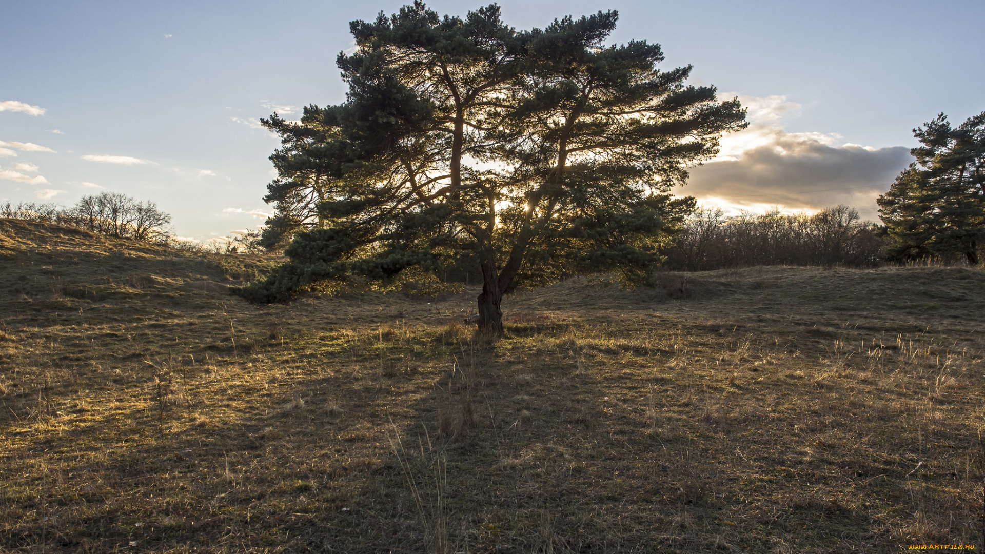 природа, деревья, сосна, поляна, трава