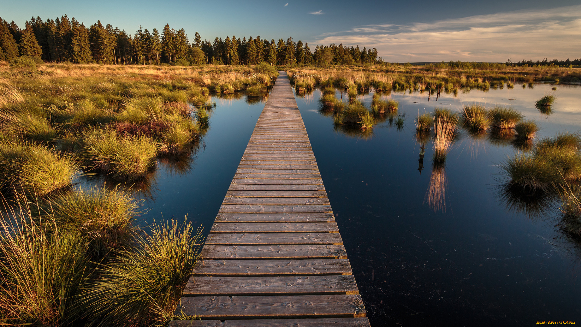 природа, дороги, лес, болото, кочки, настил, дорожка