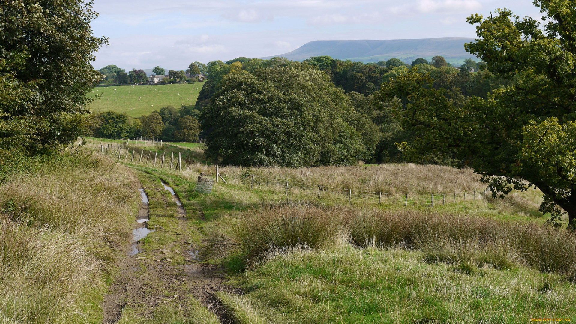 природа, дороги, поле, колея, трава