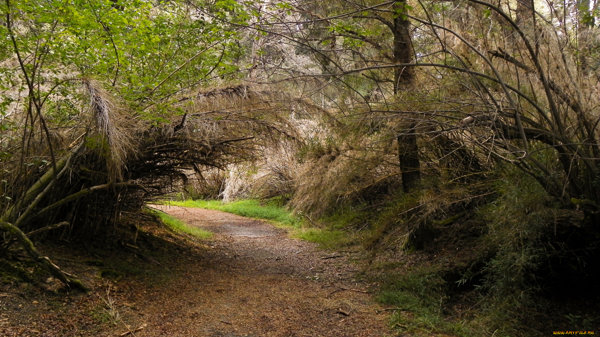 природа, дороги, тропинка, лес