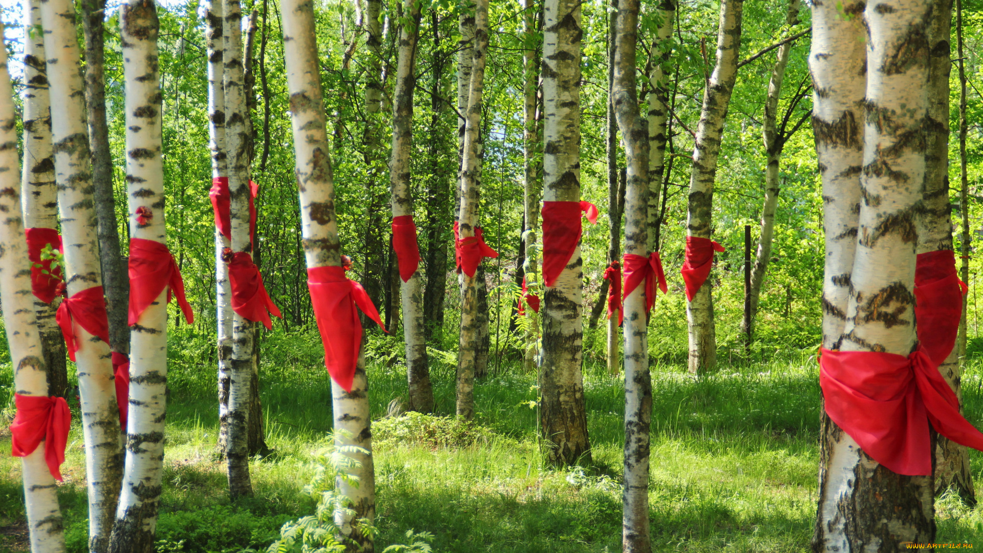 природа, лес, трава, россия, березы, роща