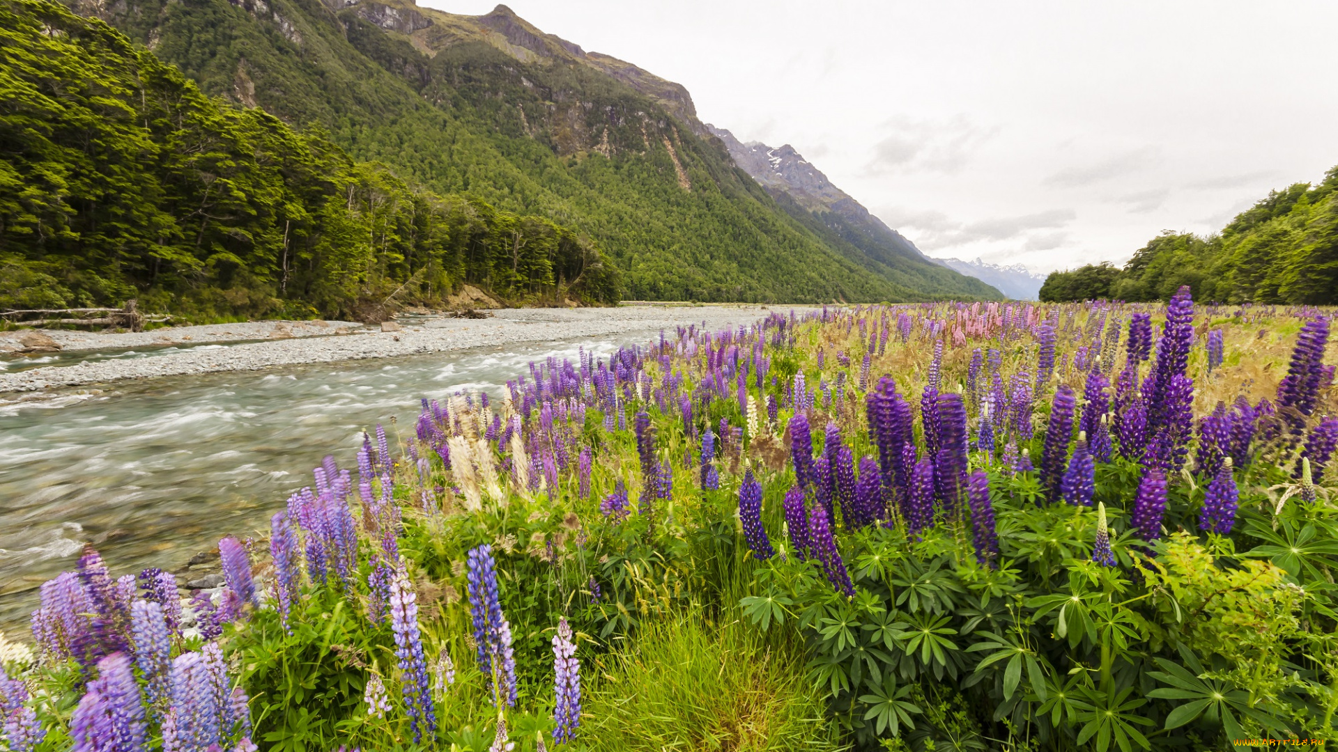 природа, луга, горы, река, луг, трава, цветы