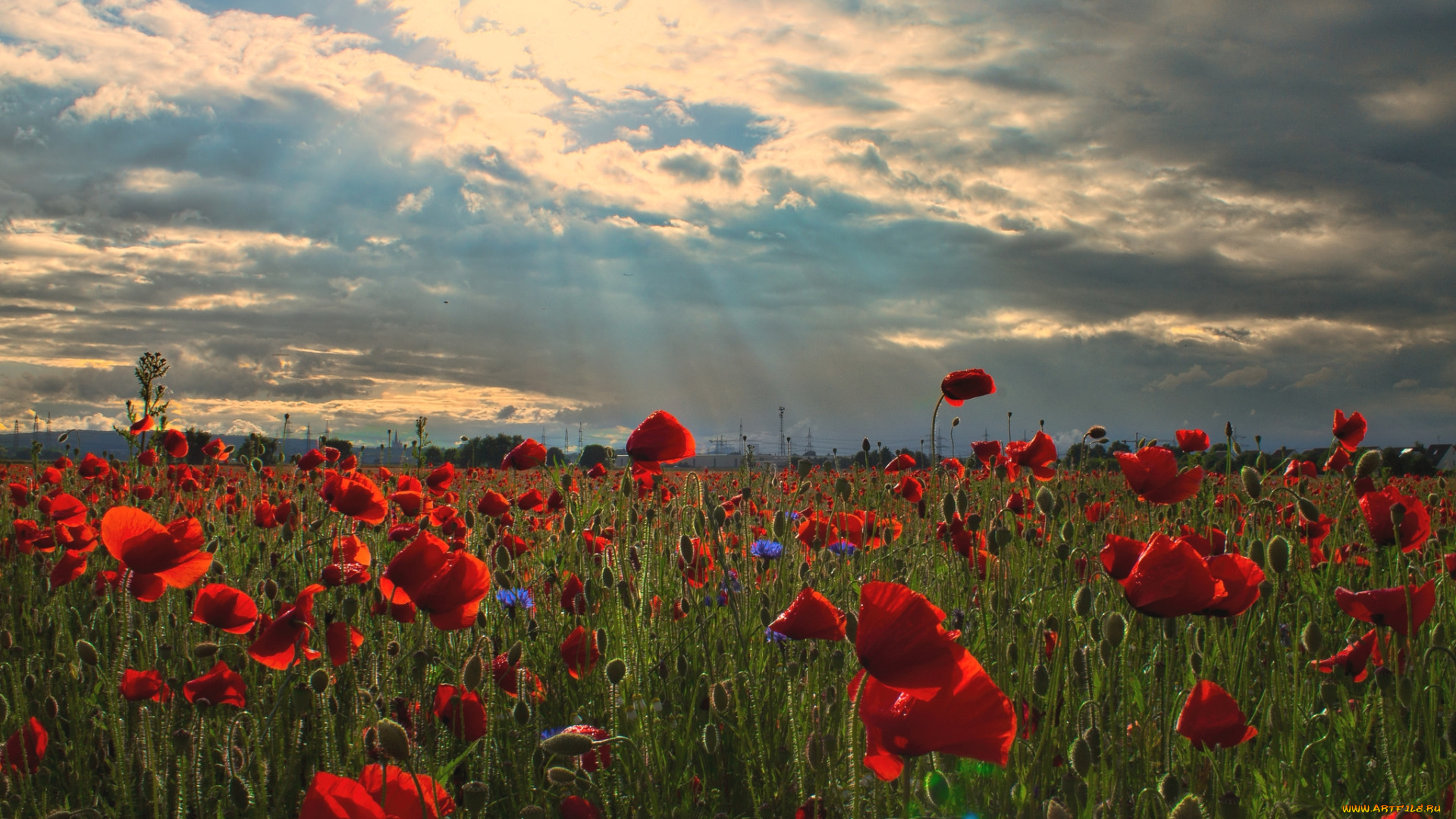 природа, луга, маки