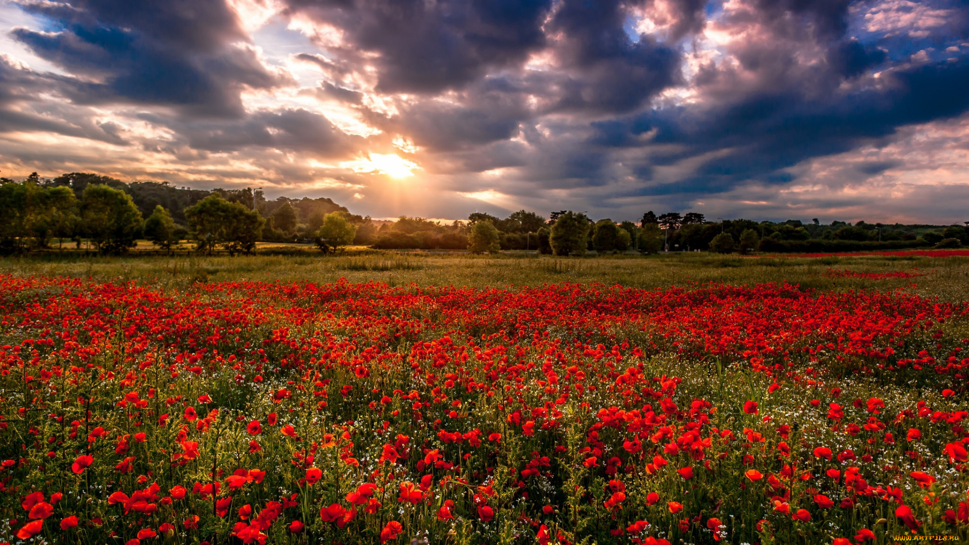 природа, луга, облака, маки, поле, лес