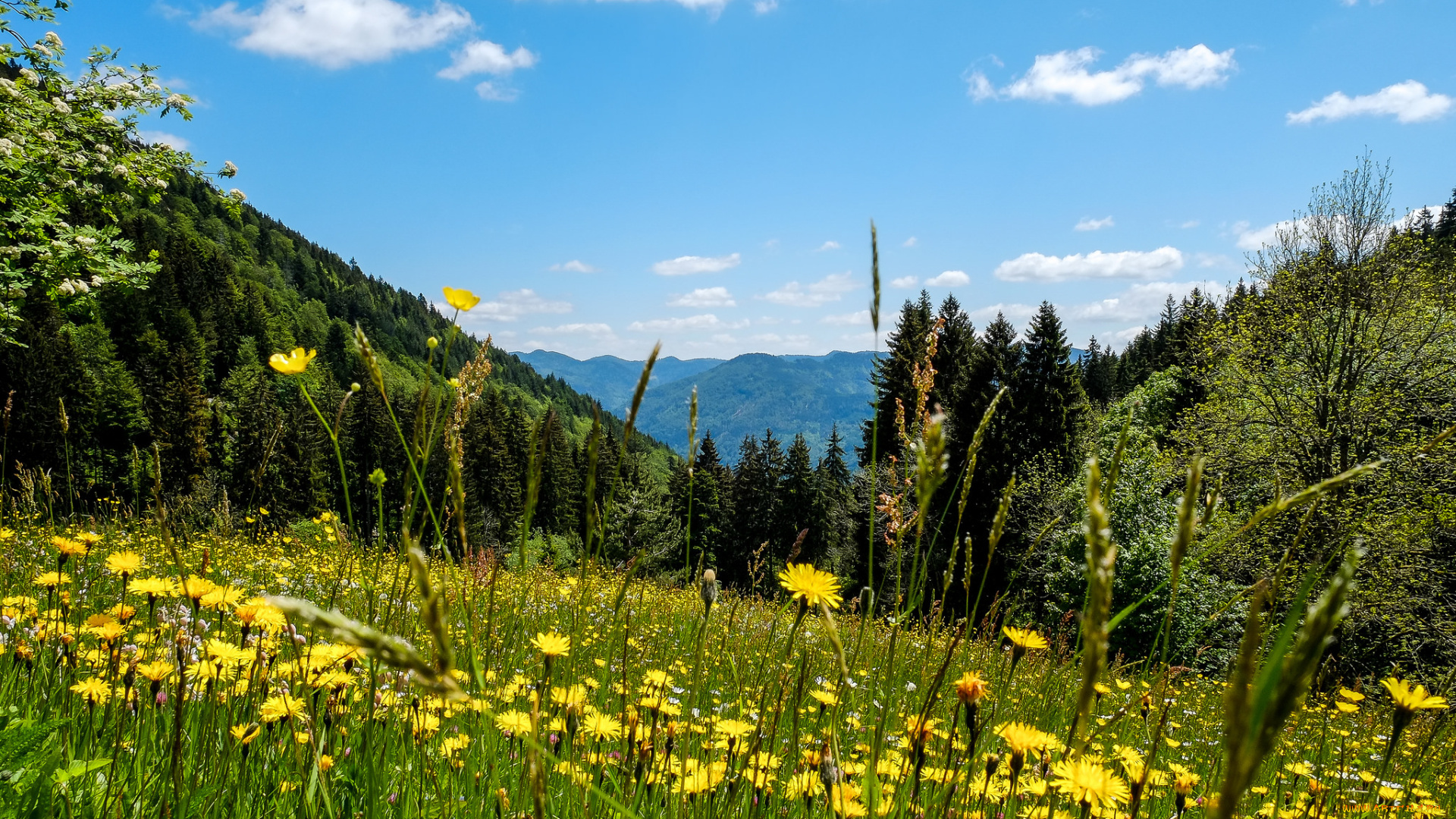 природа, луга, пейзаж, горы, трава