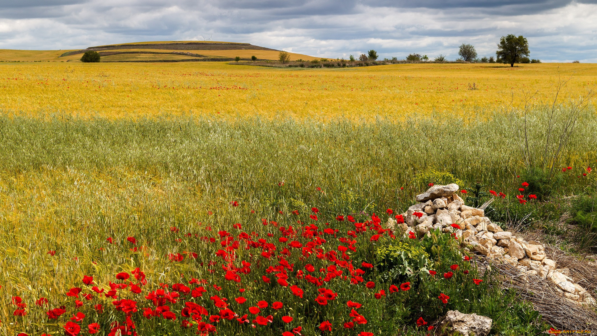 природа, луга, поле, луг, трава, цветы